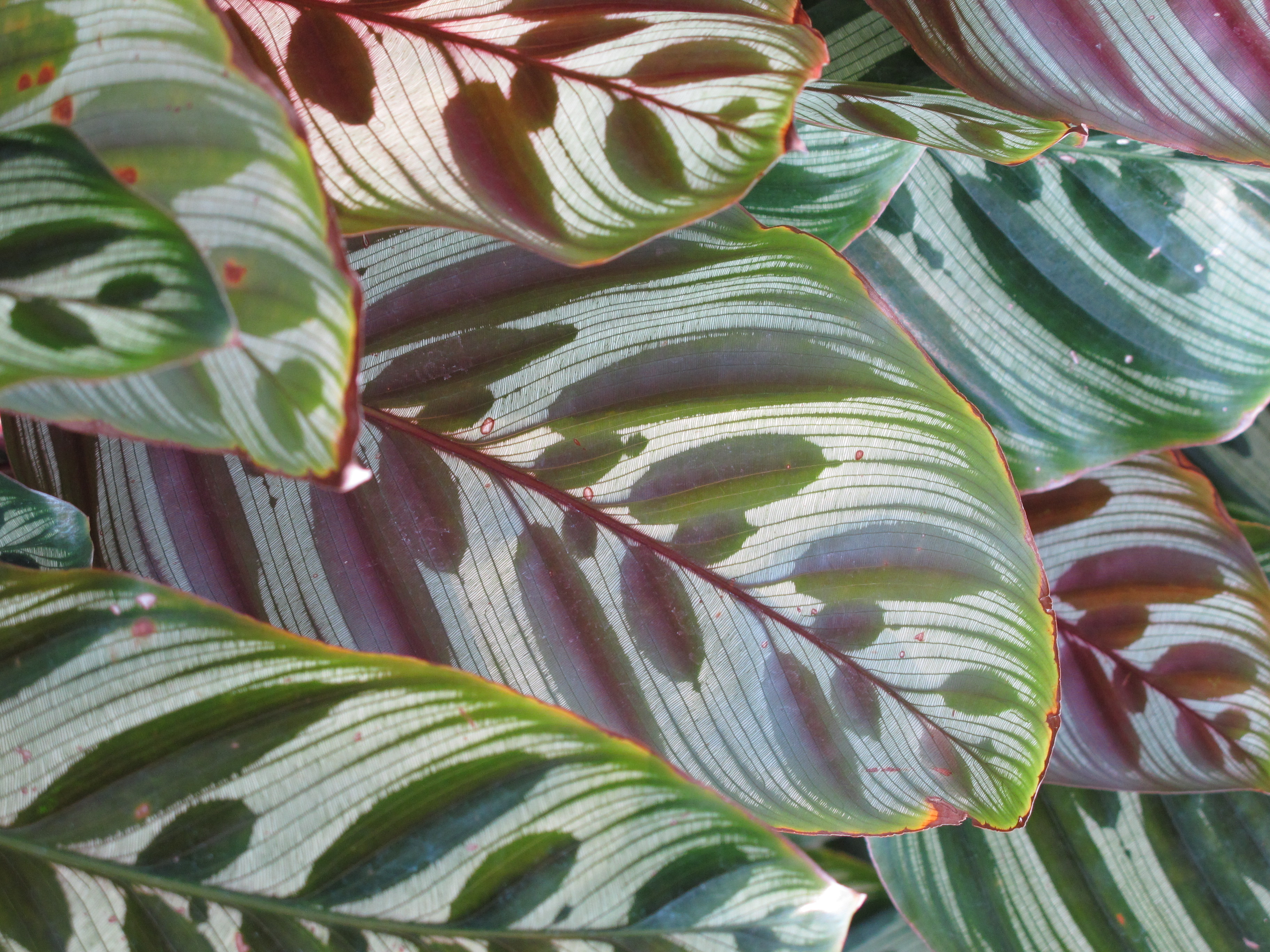 <b>3,648×2,736 / 1/100秒 / F4 / 0EV / ISO400 / プログラムAE / WB:オート / 18.1mm</b>