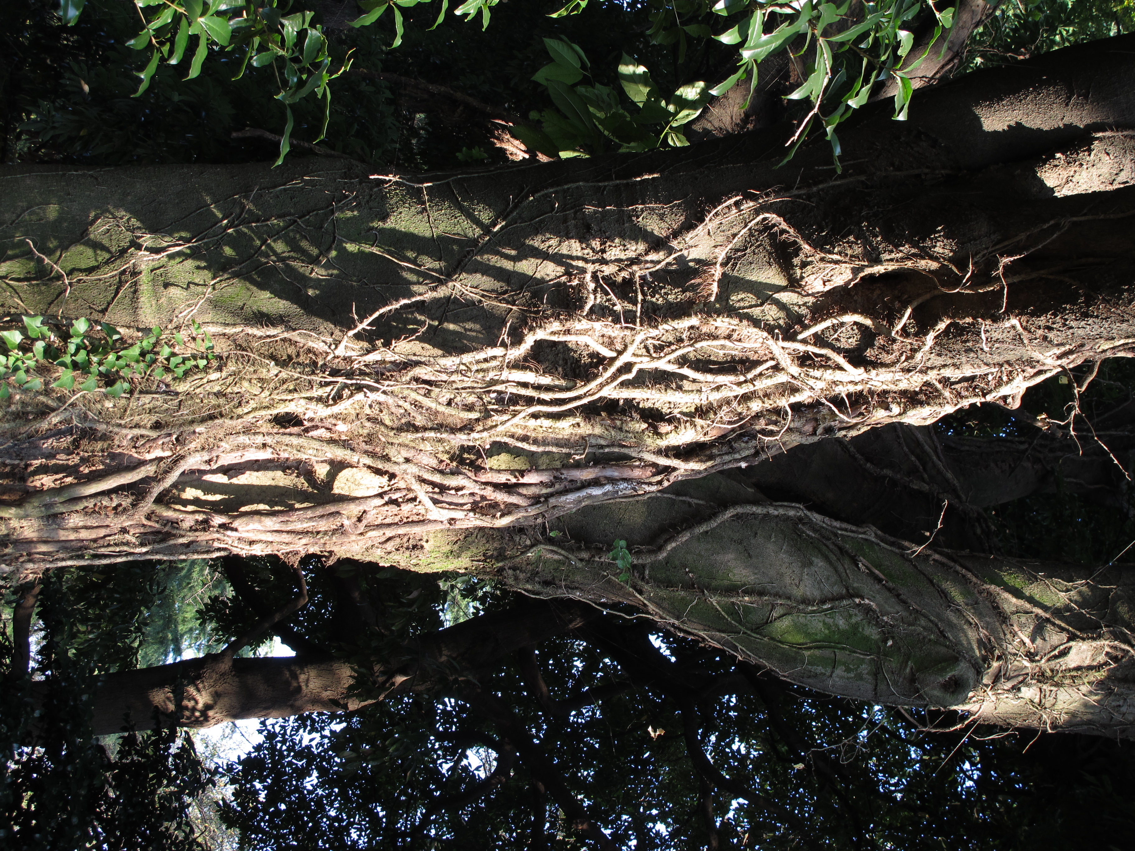 <b>3,648×2,736 / 1/50秒 / F4 / 0EV / ISO80 / プログラムAE / WB:オート / 10.8mm</b>