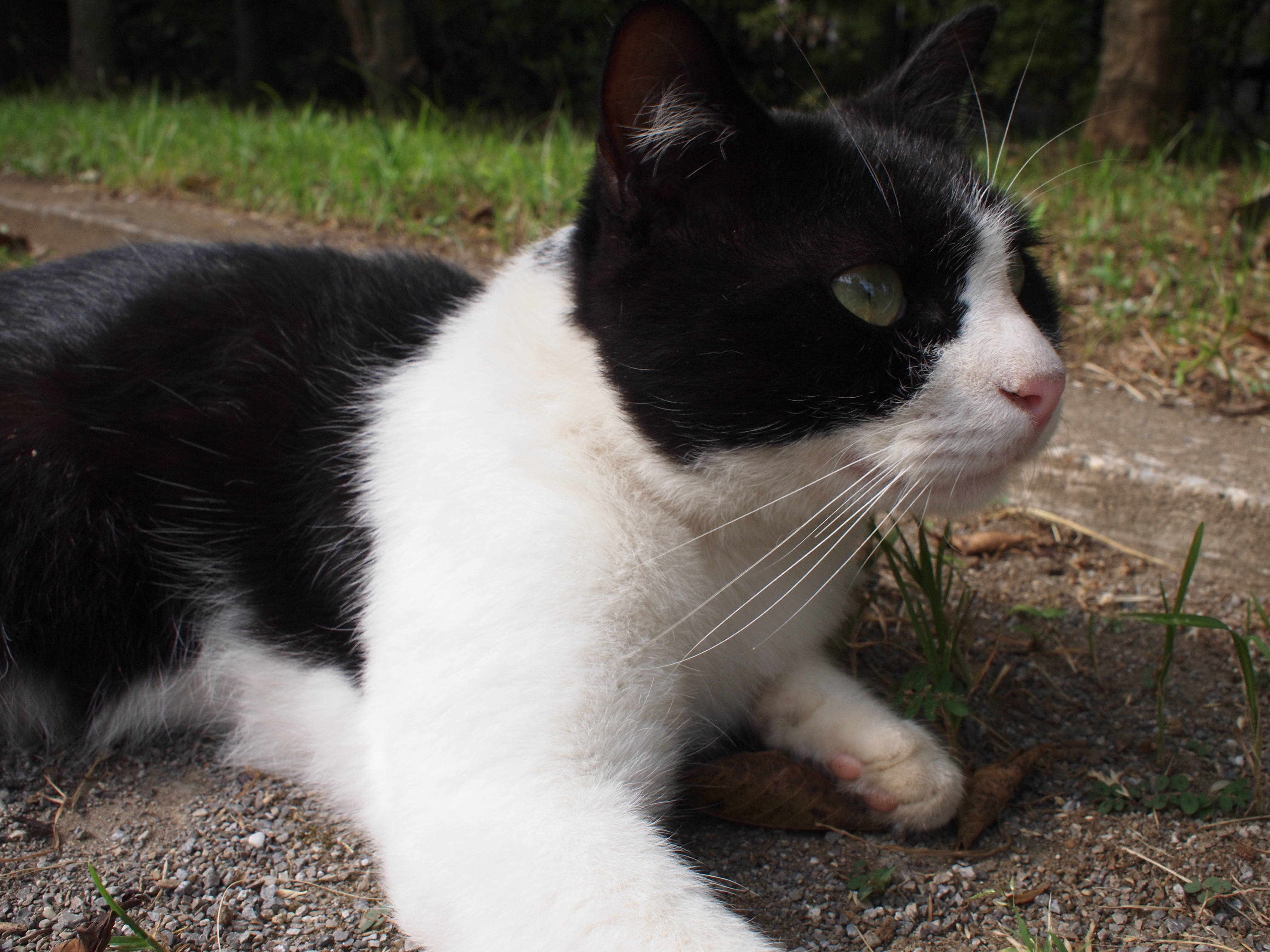 <b>E-P1 / M.ZUIKO DIGITAL 17mm F2.8 / 約6.7MB / 4,032×3,024 / 1/100秒 / F9 / 0EV / ISO200 / WB:オート / 17mm</b>