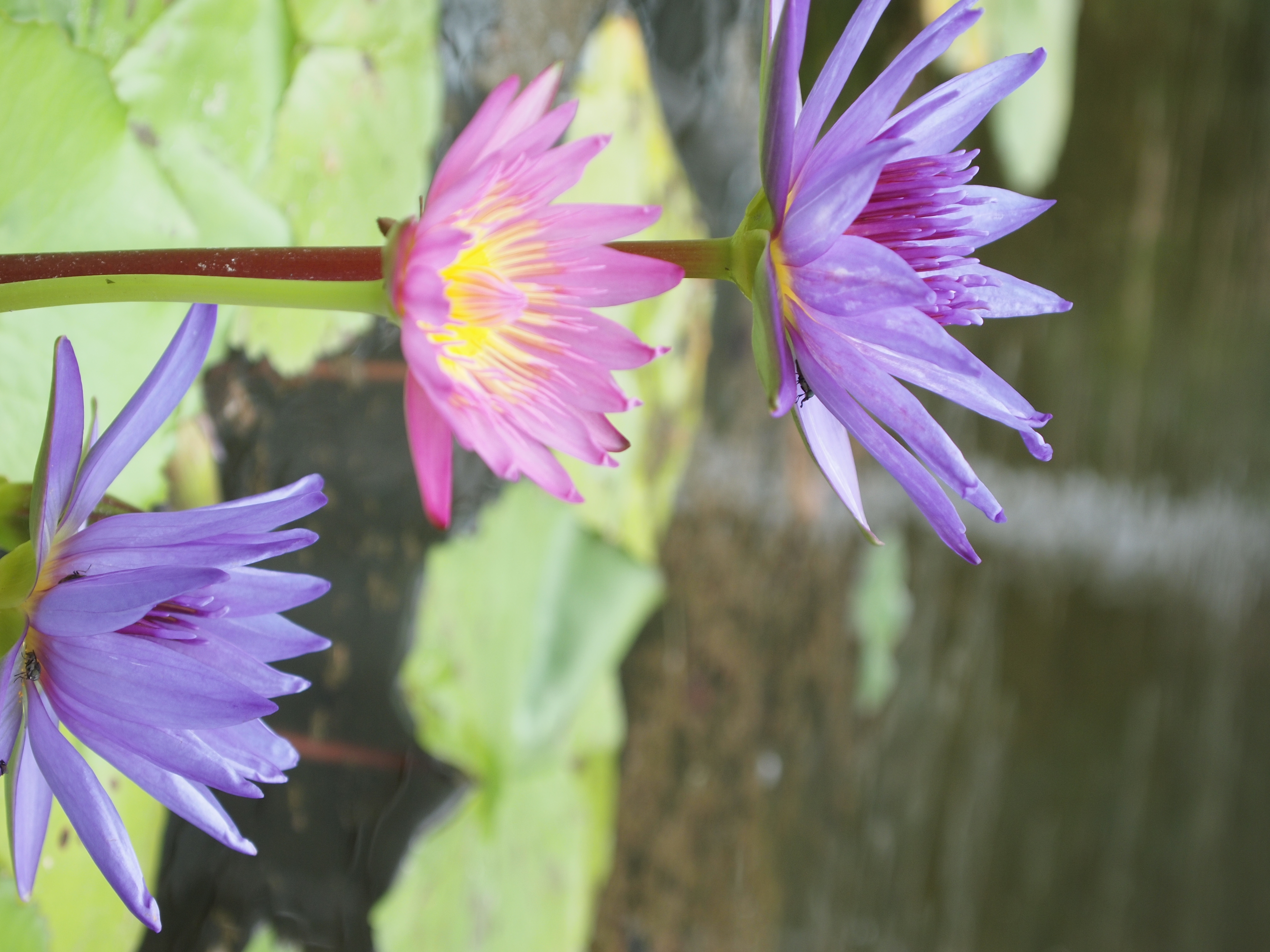 <b>E-P1 / M.ZUIKO DIGITAL ED 14-42mm F3.5-5.6 / 約6.2MB / 3,024×4,032 / 1/200秒 / F5.6 / +0.7EV / ISO200 / WB:オート / 42mm</b>