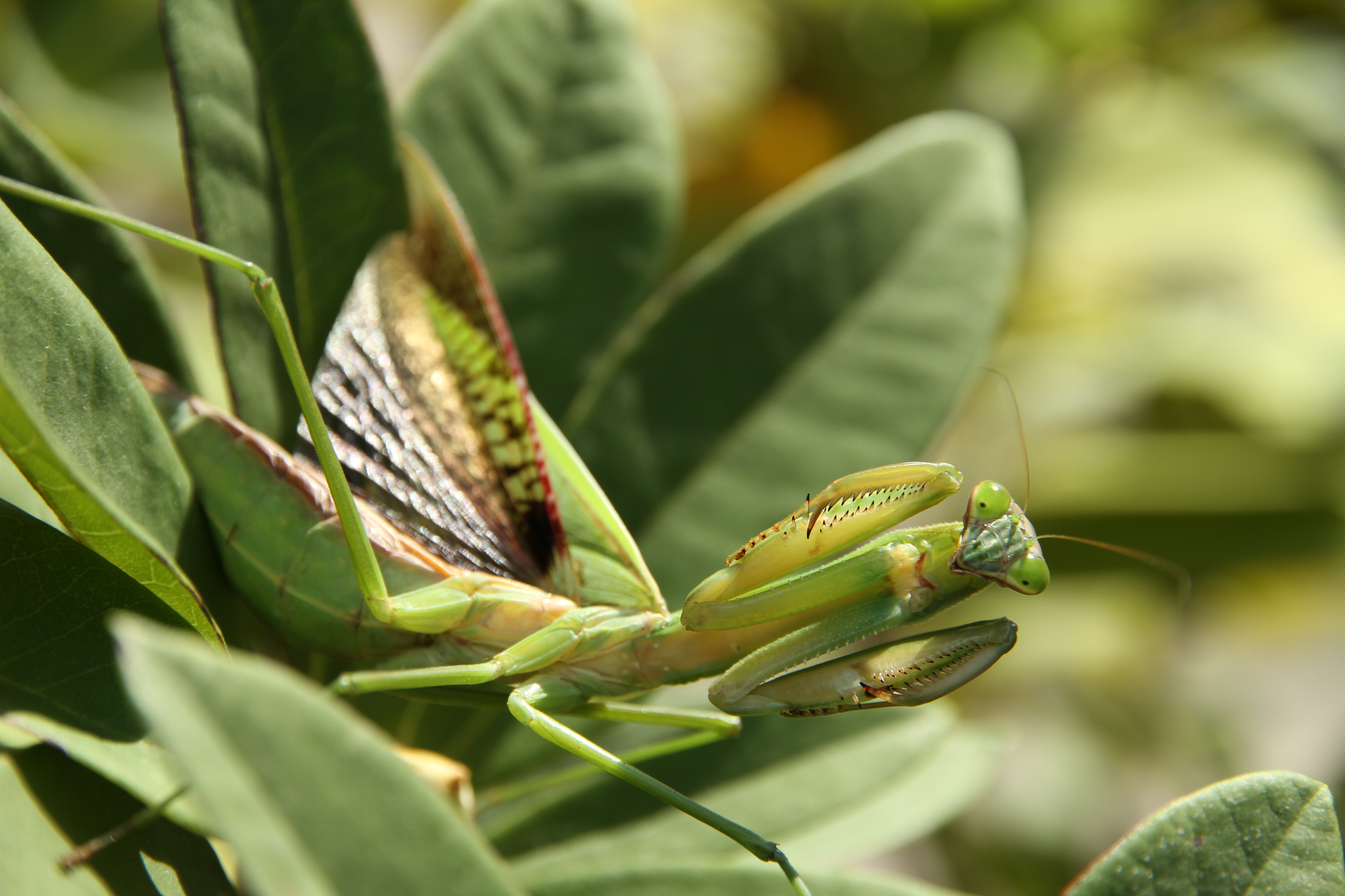 <b>EOS 7D / EF-S 15-85mm F3.5-5.6 IS USM / 約4.9MB / 3,456×5,184 / 1/250秒 / F5.6 / 0EV / ISO100 / WB:太陽光 / 85mm</b>