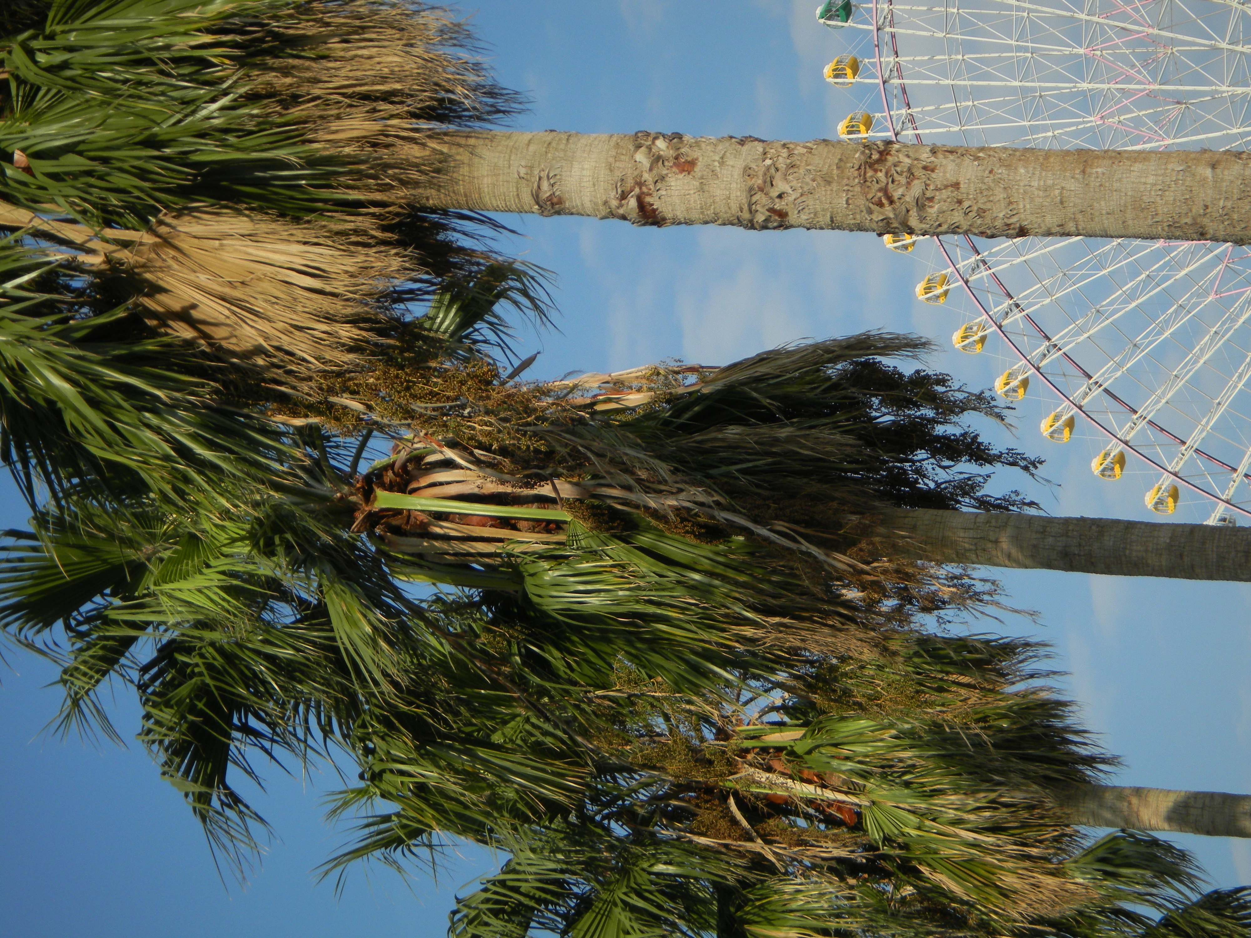 <b>COOLPIX S70 / 4,000×3,000 / 1/430秒 / F5.8 / 0EV / ISO80 / プログラムAE / WB:オート / 25mm</b>