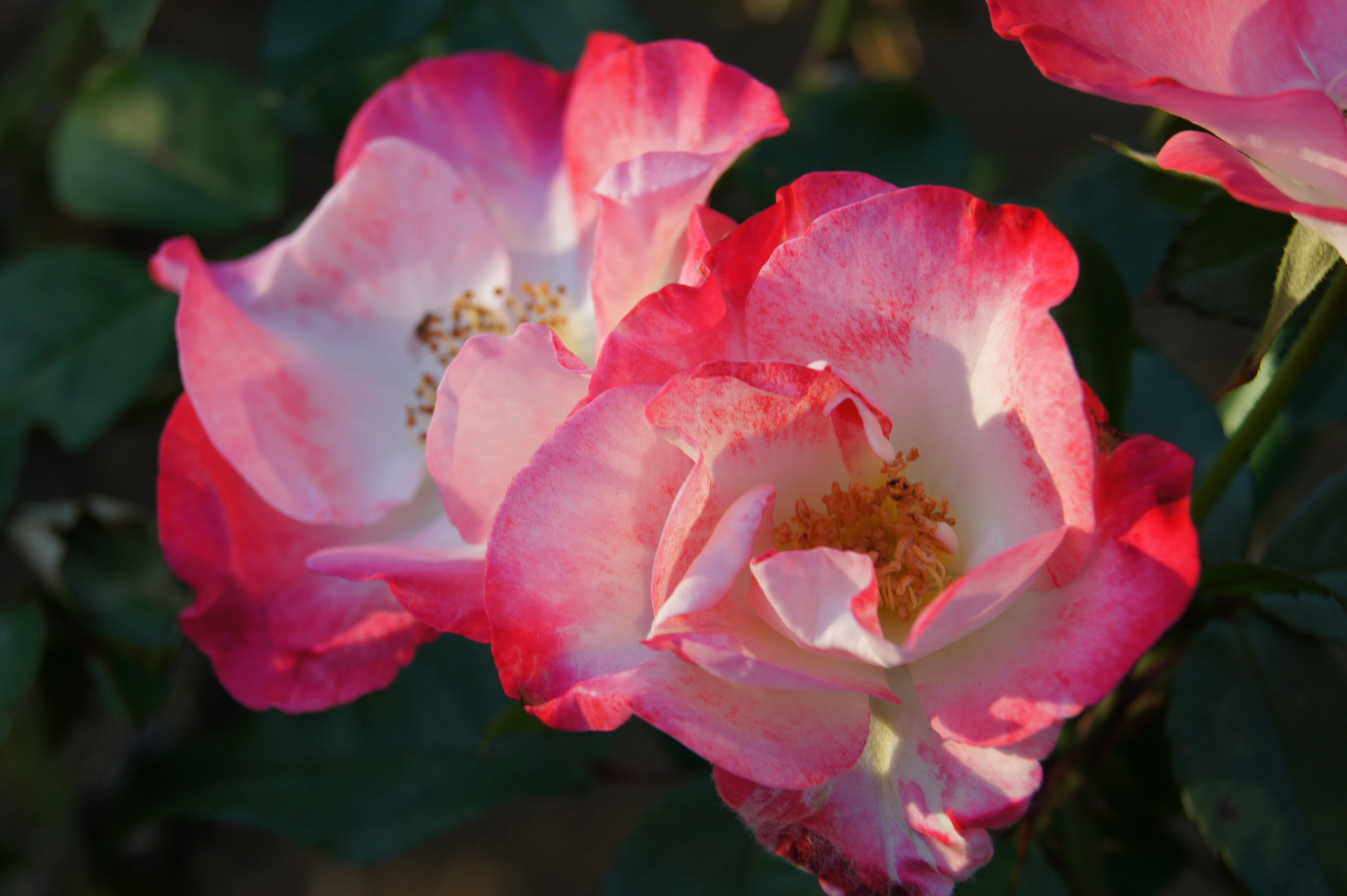 <b>α550 / DT 18-55mm F3.5-5.6 SAM / 約3.2MB / 4,592×3,056 / 1/125秒 / F9 / 0EV / ISO200 / WB:オート / 55mm</b>