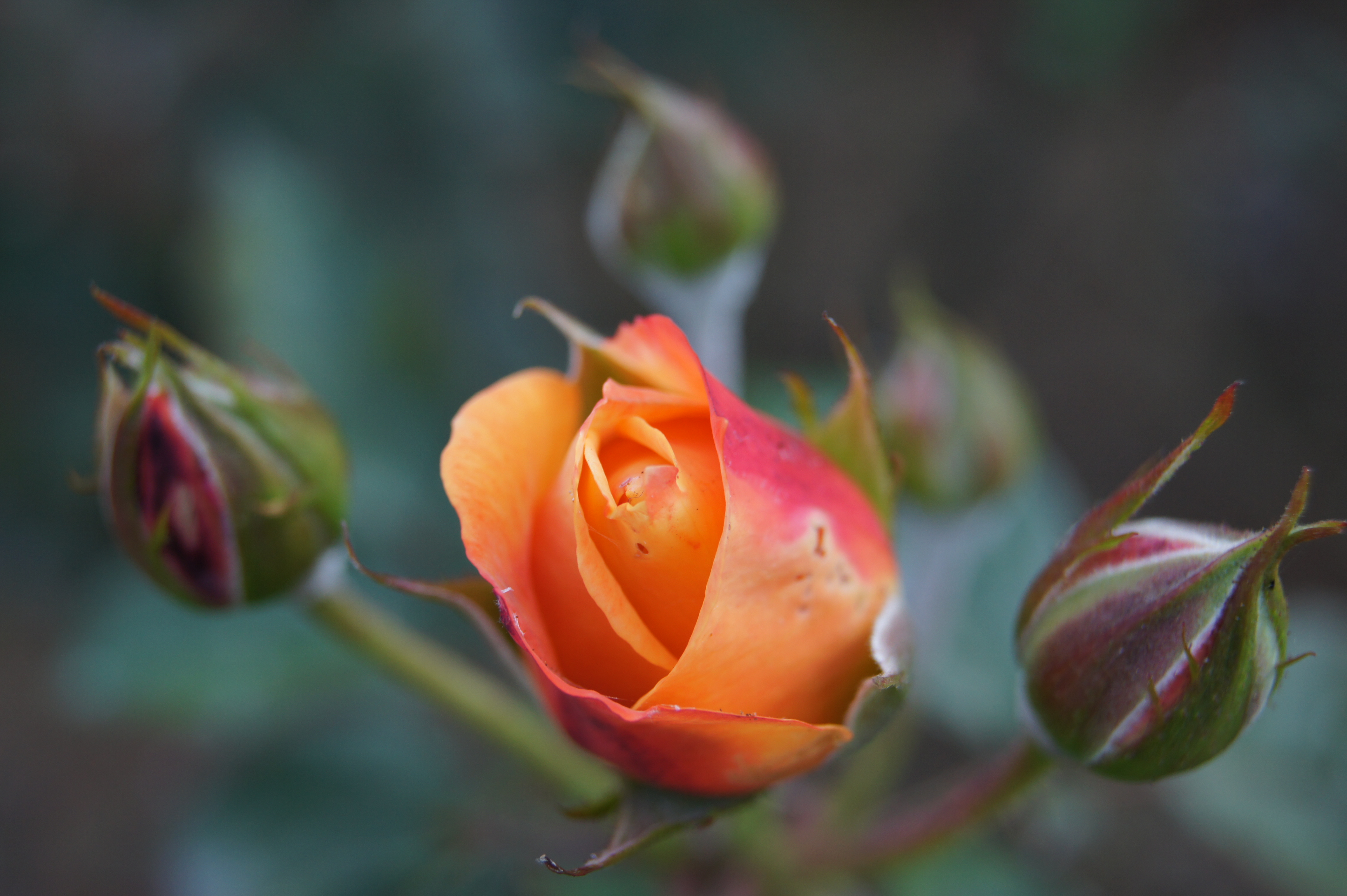 <b>α550 / DT 18-55mm F3.5-5.6 SAM / 約3MB / 4,592×3,056 / 1/100秒 / F6.3 / 0EV / ISO200 / WB:オート / 55mm</b>