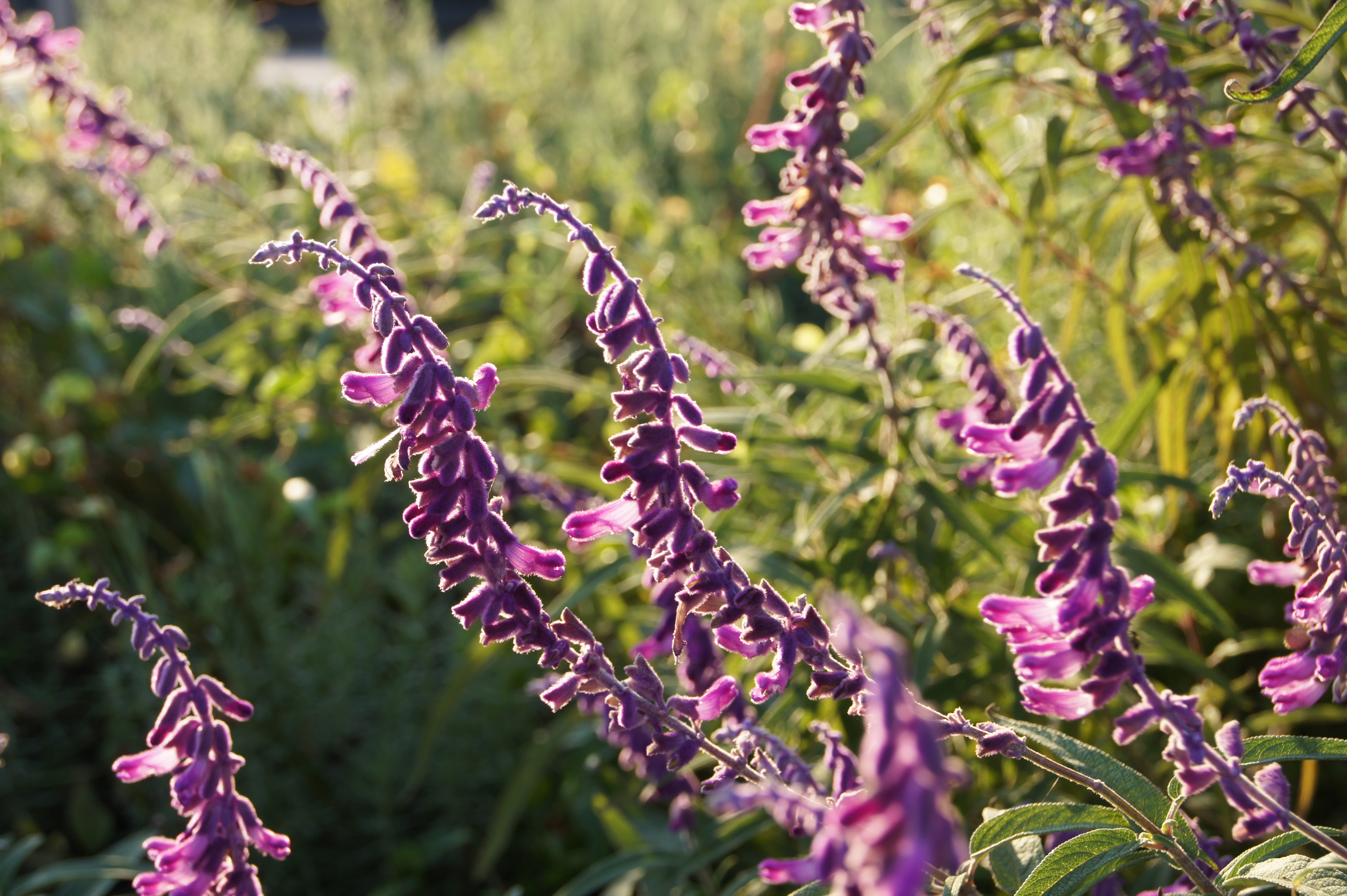 <b>α550 / DT 18-55mm F3.5-5.6 SAM / 約4.6MB / 4,592×3,056 / 1/125秒 / F9 / 0EV / ISO200 / WB:オート / 55mm</b>