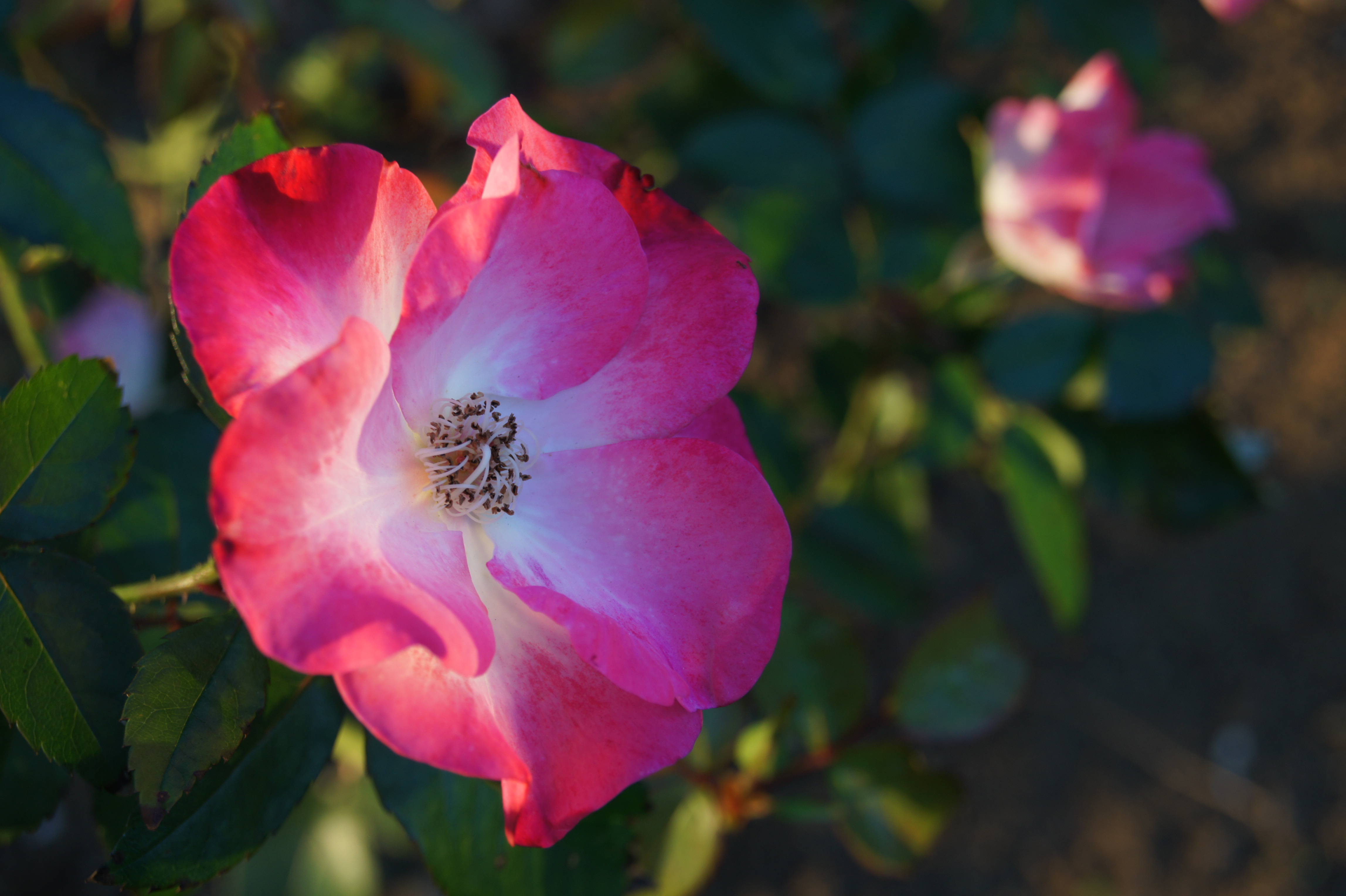 <b>Dレンジオプティマイザー（AUTO）<br>α550 / DT 18-55mm F3.5-5.6 SAM / 約3.2MB / 4,592×3,056 / 1/100秒 / F7.1 / 0EV / ISO200 / WB:オート / 55mm</b>