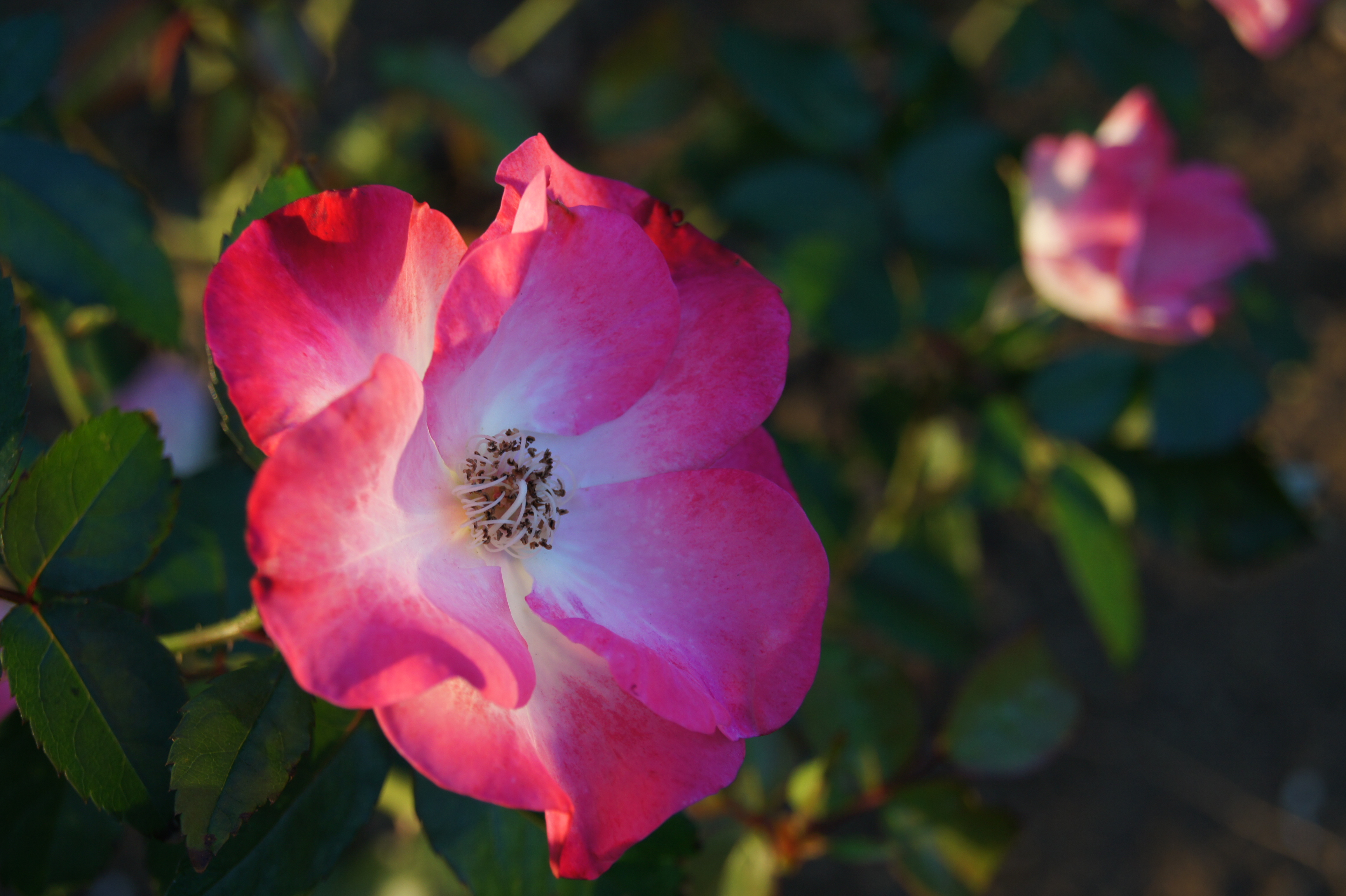 <b>標準<br>α550 / DT 18-55mm F3.5-5.6 SAM / 約3.2MB / 4,592×3,056 / 1/100秒 / F7.1 / 0EV / ISO200 / WB:オート / 55mm</b>