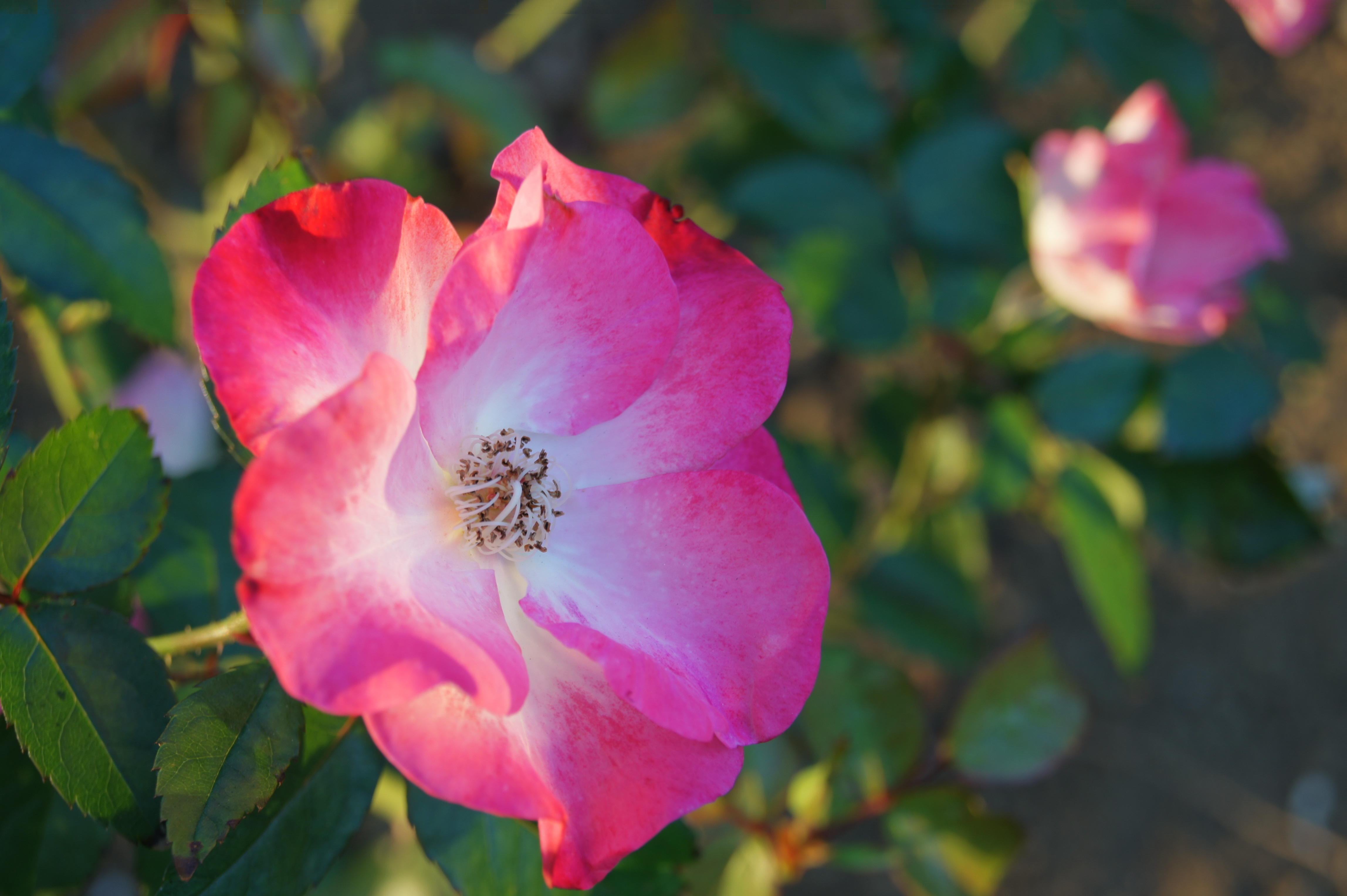 <b>オートHDR（AUTO）<br>α550 / DT 18-55mm F3.5-5.6 SAM / 約2.9MB / 4,592×3,056 / 1/100秒 / F6.3 / 0EV / ISO200 / WB:オート / 55mm</b>