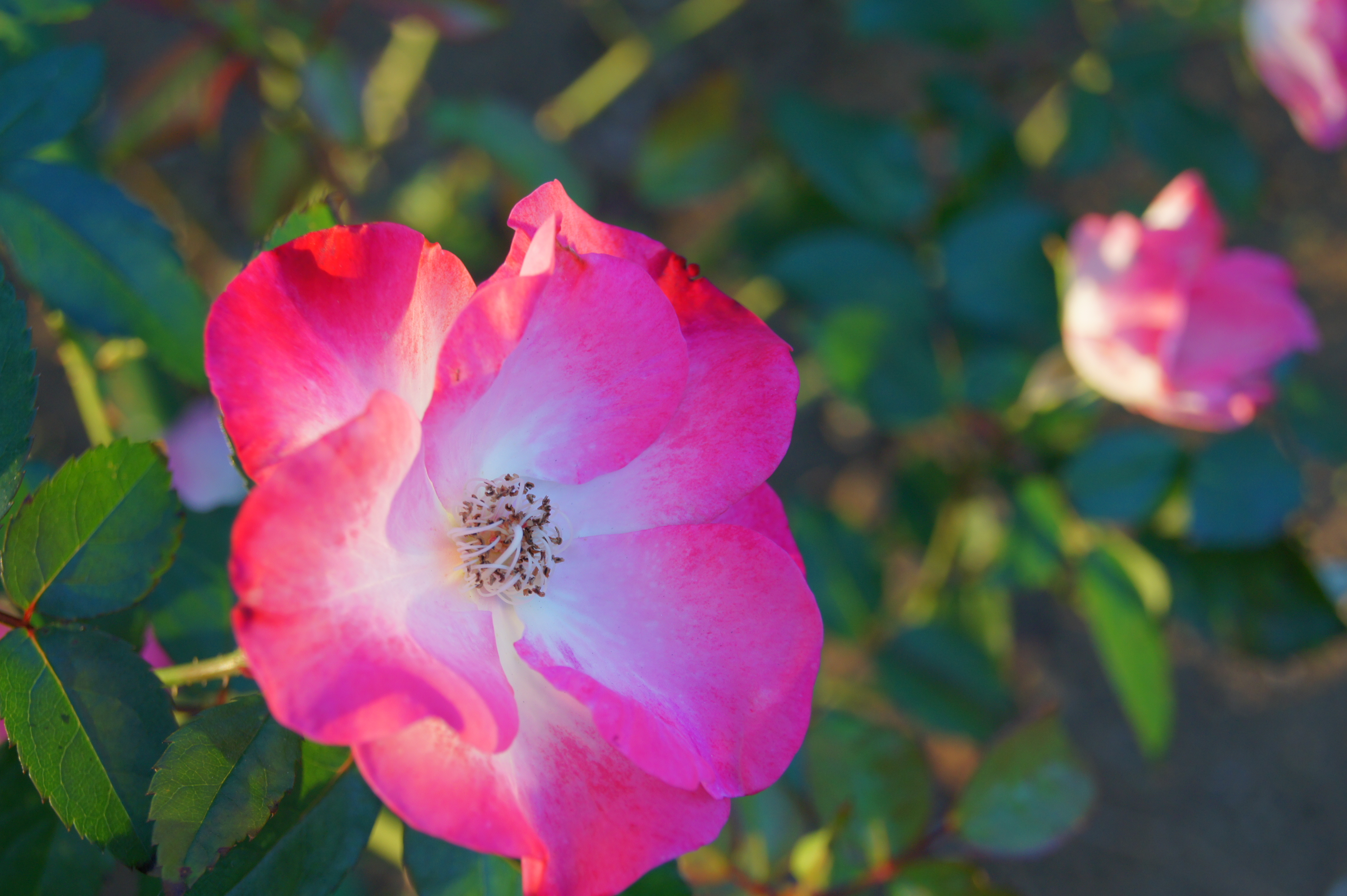 <b>Dレンジオプティマイザー（Lv.3）<br>α550 / DT 18-55mm F3.5-5.6 SAM / 約3.8MB / 4,592×3,056 / 1/100秒 / F7.1 / 0EV / ISO200 / WB:オート / 55mm</b>