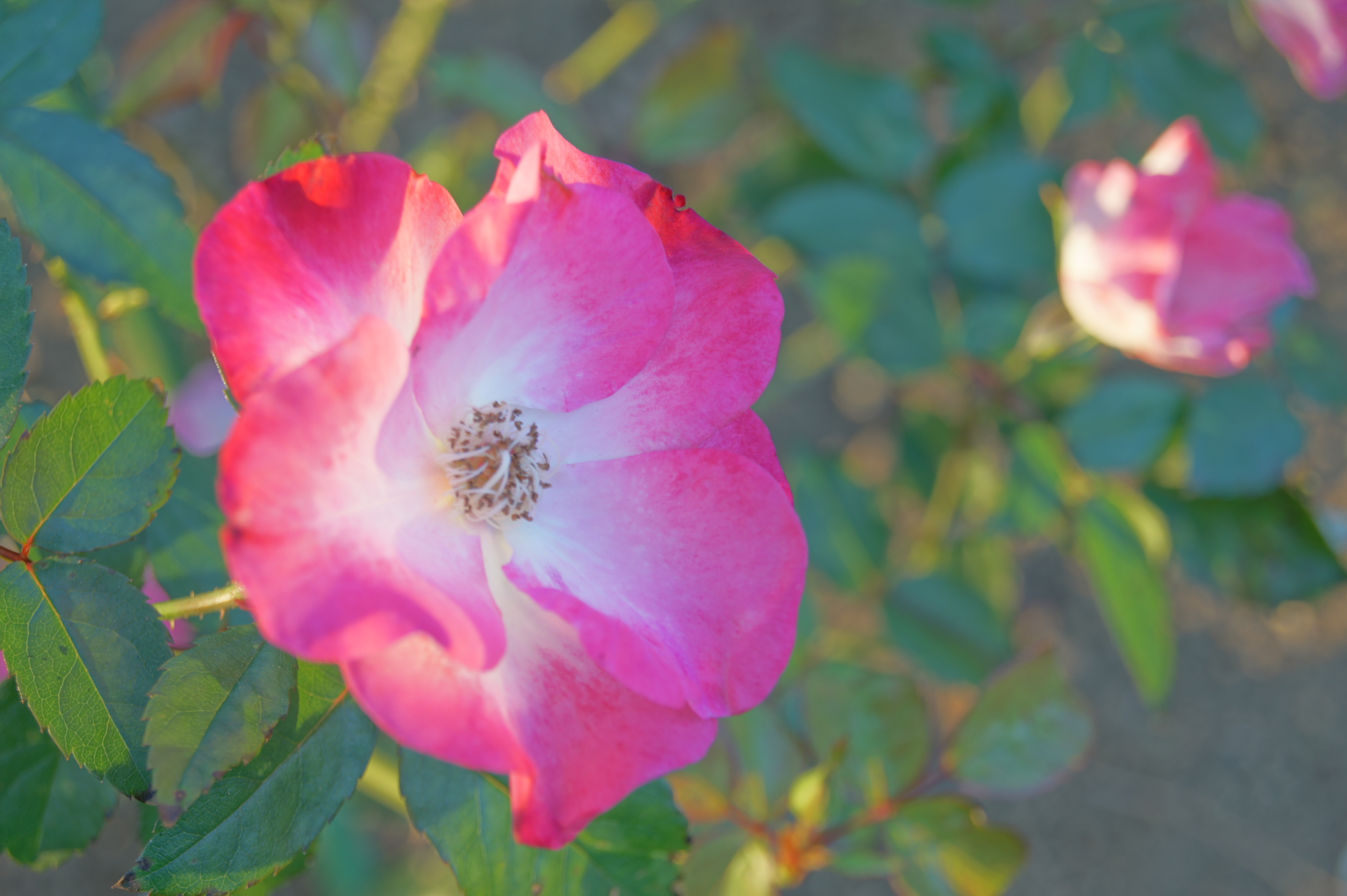 <b>オートHDR（3EV）<br>α550 / DT 18-55mm F3.5-5.6 SAM / 約2.9MB / 4,592×3,056 / 1/100秒 / F6.3 / 0EV / ISO200 / WB:オート / 55mm</b>