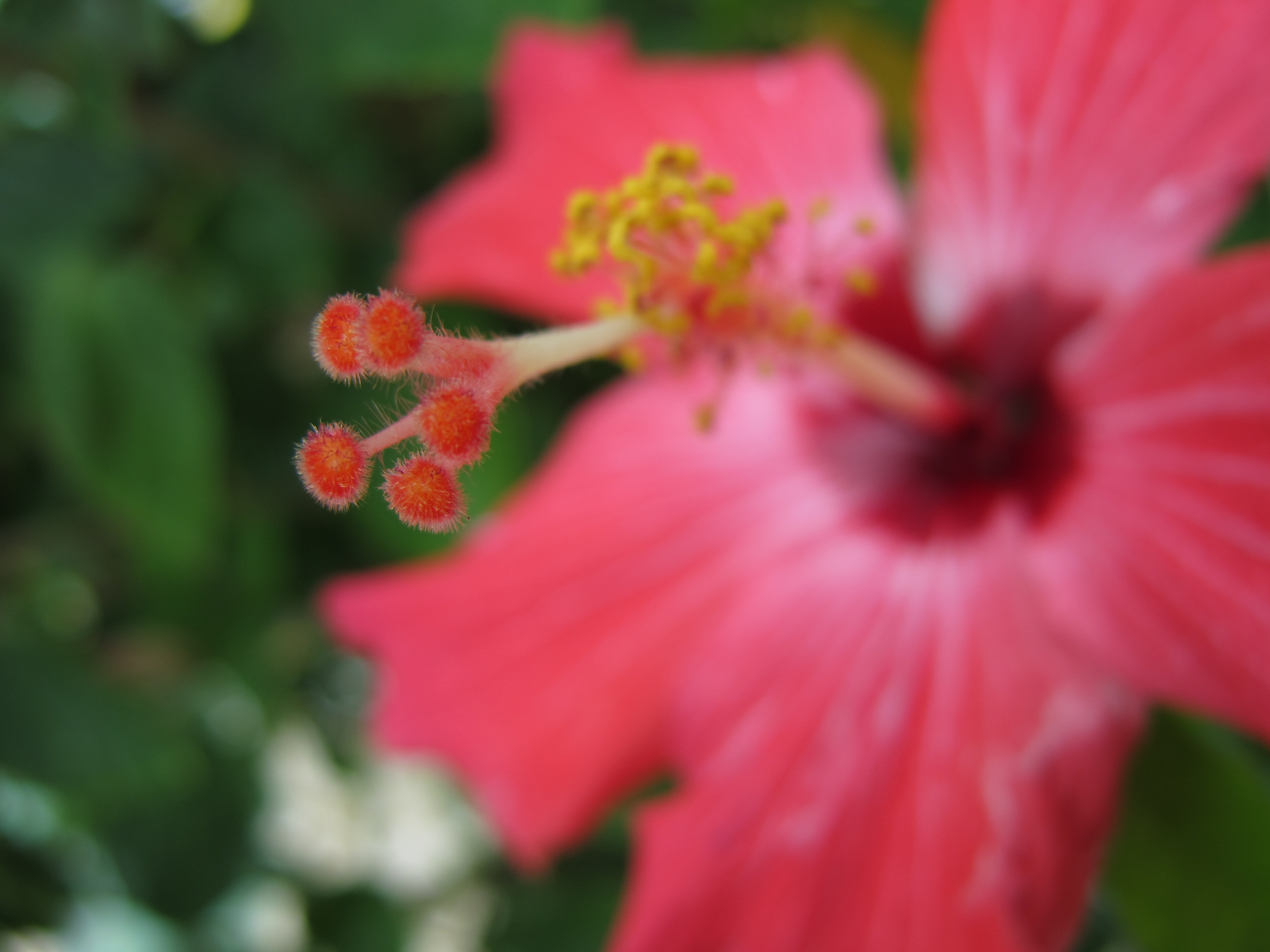 <b>マクロモードでワイド端最短距離付近で撮影した。さすがにこの距離になるとピントの合焦範囲は極端に薄い<br>PowerShot G11 / 3,648×2,736 / 1/160秒 / F2.8 / 0EV / ISO80 / 絞り優先AE / WB:オート / 6mm</b>