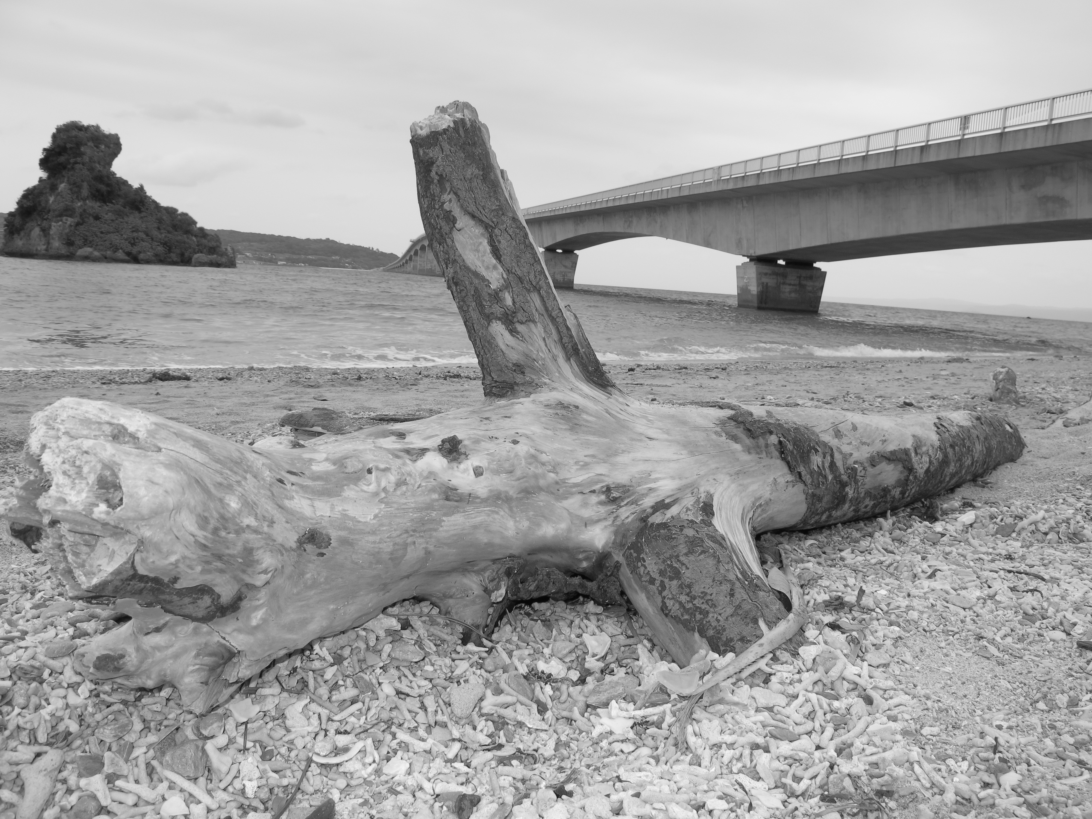 <b>雨が降り出しそうなどんよりとした天気だったので、あえてマイカラーモードの白黒にて撮影。ストロボを発光することでコントラストのある仕上がりを狙った<br>PowerShot G11 / 3,648×2,736 / 1/320秒 / F4 / 0EV / ISO80 / プログラムAE / WB:オート / 6mm</b>
