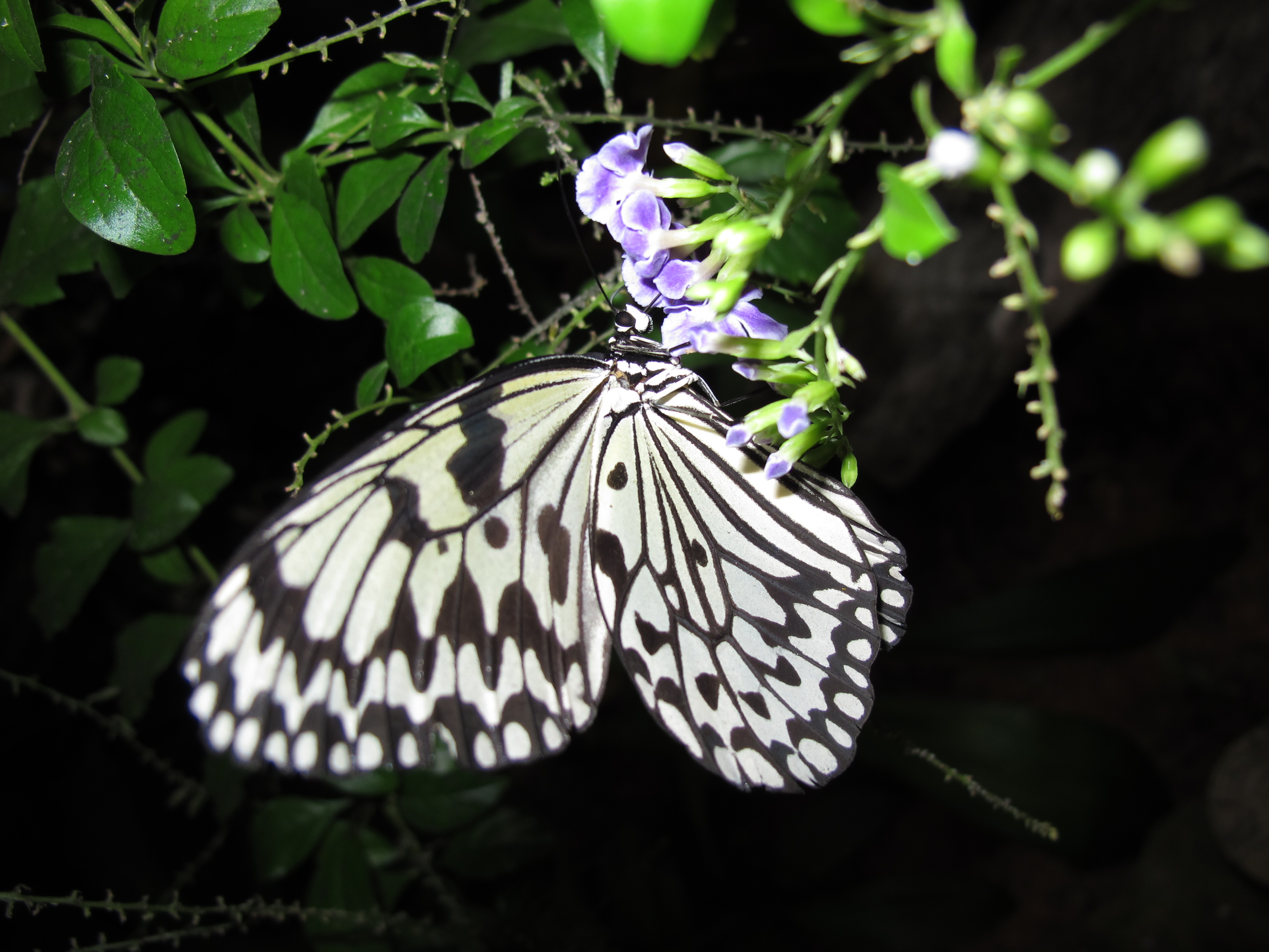 <b>オオゴマダラ。ストロボの調光補正を-2/3で常時発光モードで撮影した<br>PowerShot G11 / 3,648×2,736 / 1/60秒 / F2.8 / 0EV / ISO80 / 絞り優先AE / WB:オート / 6mm</b>