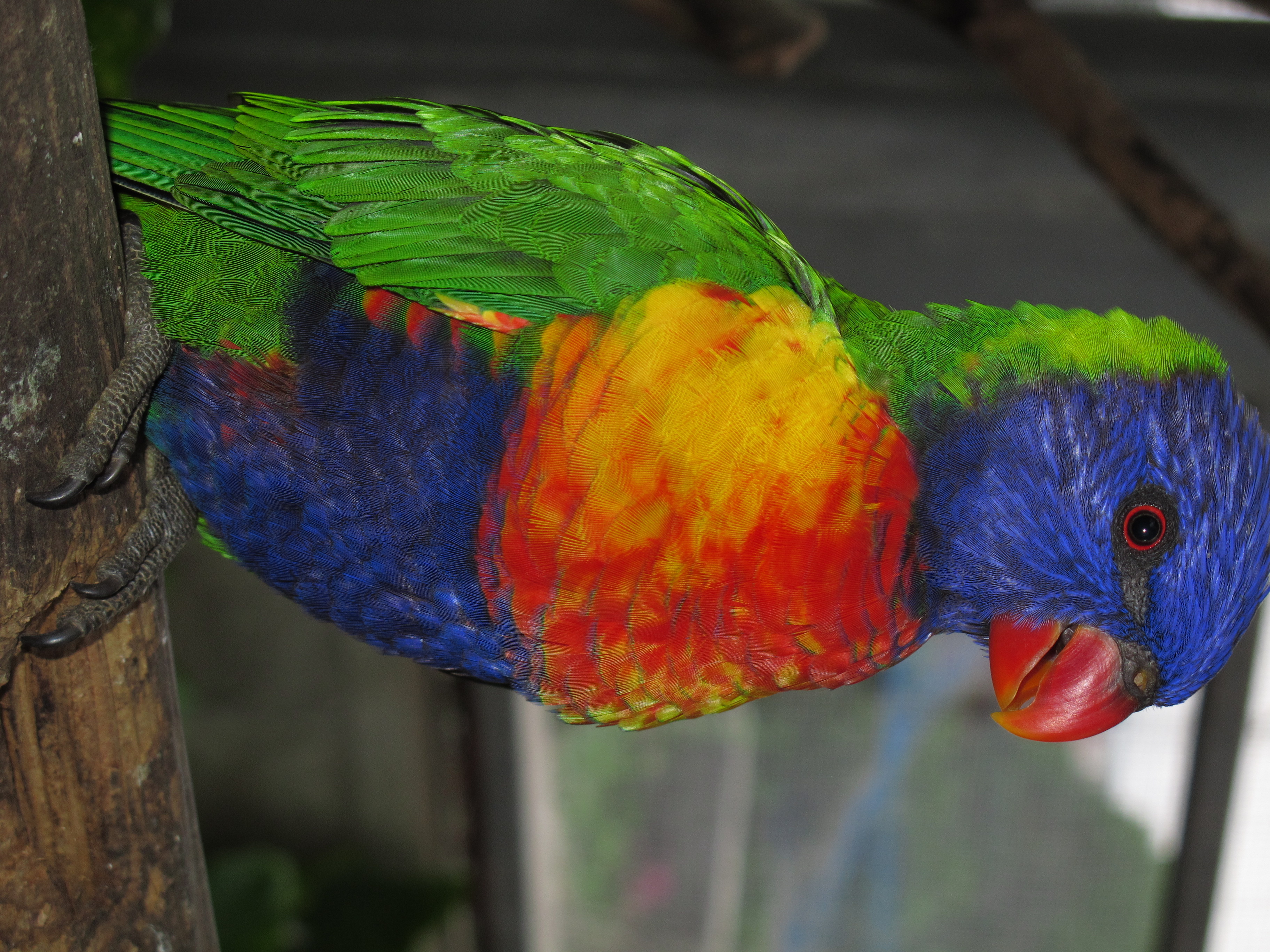 <b>ゴシキセイガイインコ。意外にじっとしていてくれないため、内蔵ストロボを発光させてブレを止めた<br>PowerShot G11 / 2736x3648 / 1/60秒 / F4 / 0EV / ISO160 / 絞り優先AE / WB:オート / 18mm</b>