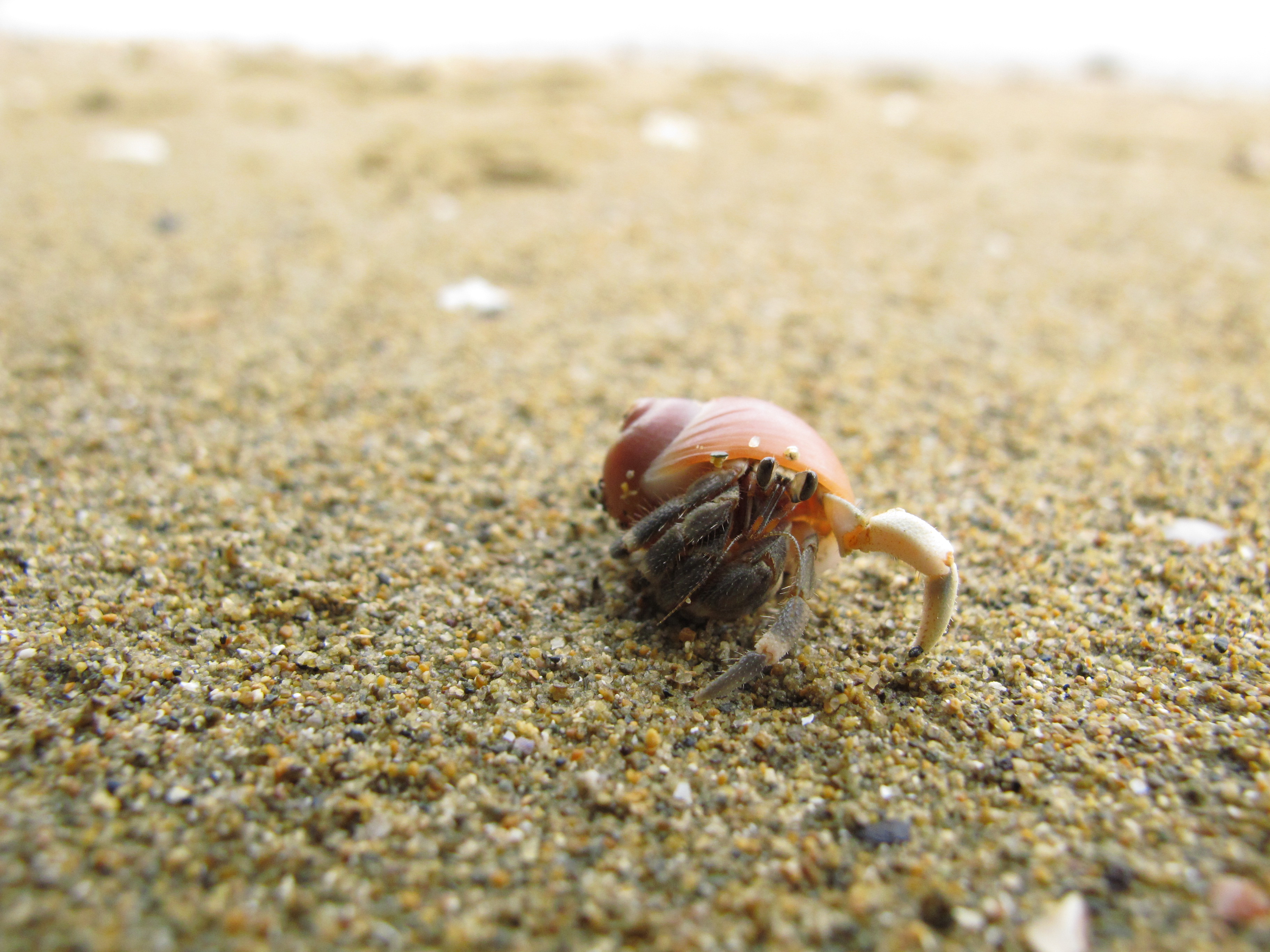 <b>マクロモードでヤドカリを撮影。AFは速く、ピント合わせにも苦労しなかった<br>PowerShot G11 / 3,648×2,736 / 1/800秒 / F4 / +0.7EV / ISO400 / プログラムAE / WB:オート / 6mm</b>