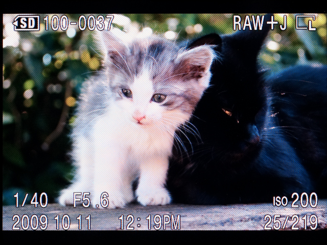 <b>再生時の基本情報画面。3兄弟の液晶モニターよりも反射が少ないせいか、明るい場所でもあまり見づらくは感じなかった</b>