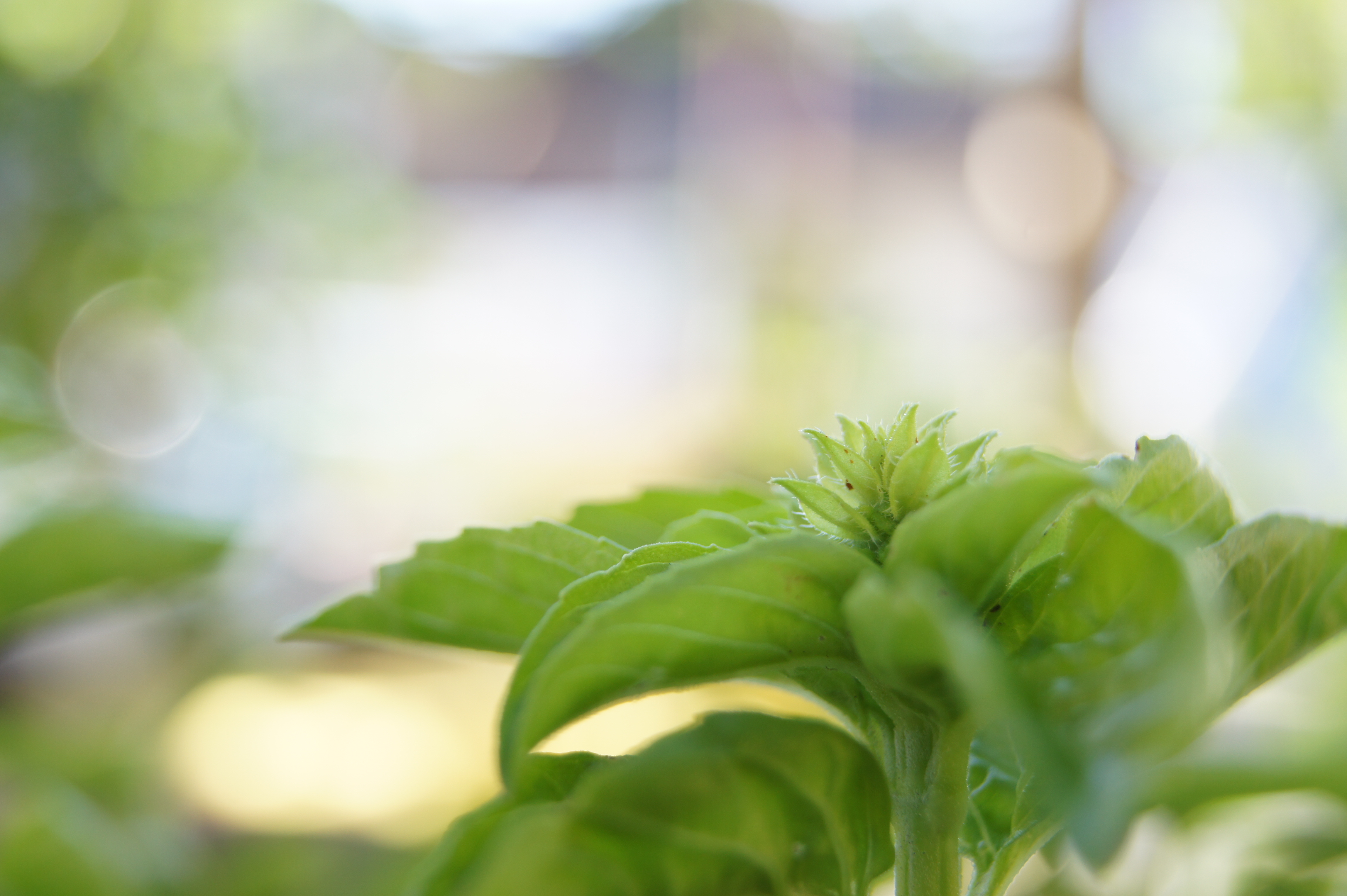 <b>最短撮影距離0.25m、最大撮影倍率0.34倍という数字はわりと標準的なのだが、APS-Cサイズなものだから思った以上にアップが撮れる<br>α550 / DT 18-55mm F3.5-5.6 SAM / 4,592×3,056 / 1/80秒 / F5.6 / +1.7EV / ISO200 / WB:オート / 55mm（82.5mm相当）</b>