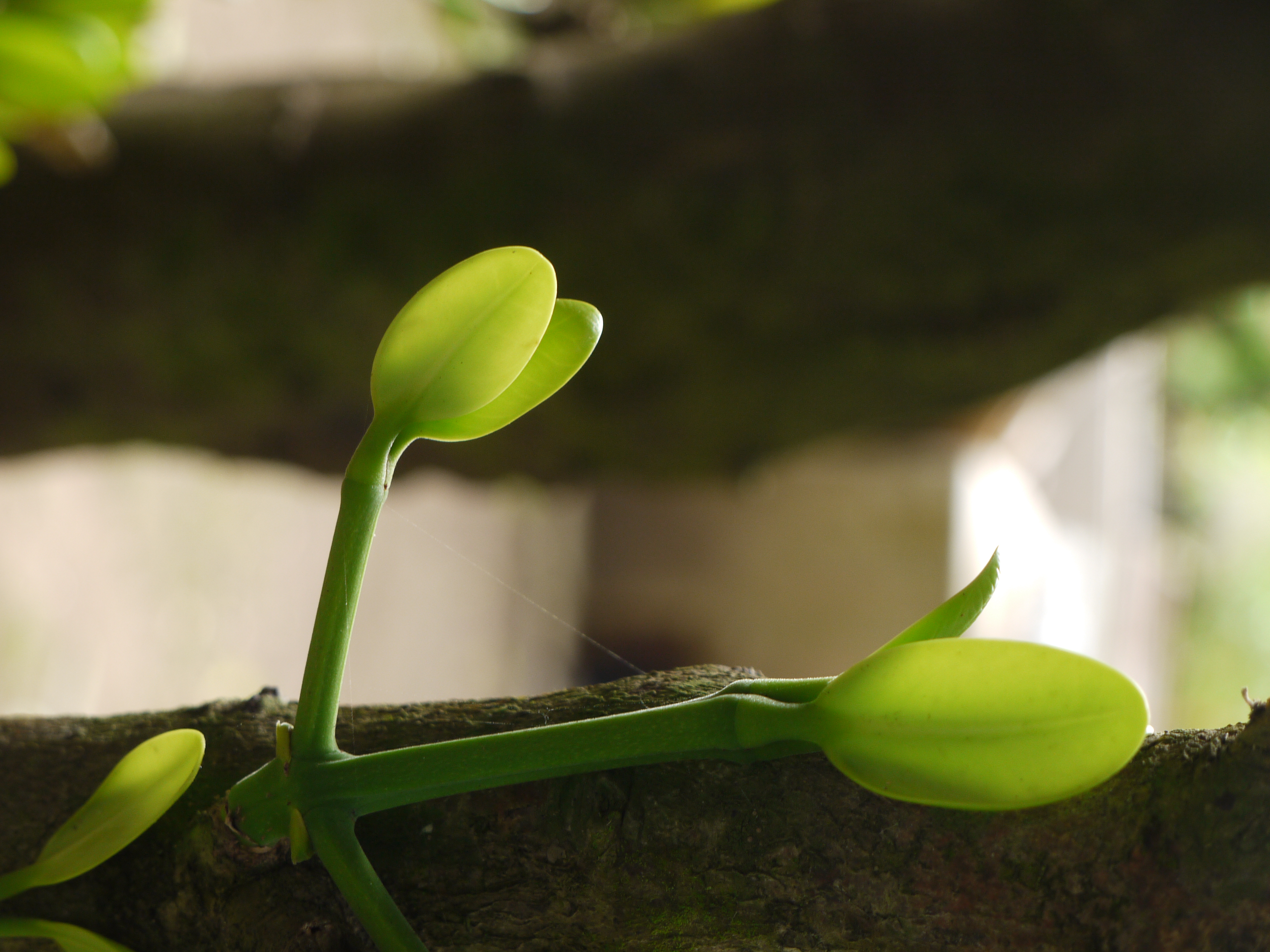 <b>DMC-GF1 / LUMIX G VARIO 14-45mm F3.5-5.6 ASPH. MEGA O.I.S. / 3,000×4,000 / 1/60秒 / F5.6 / 0EV / ISO320 / プログラムAE / WB:晴天 / 45mm / フィルムモード：スタンダード</b>