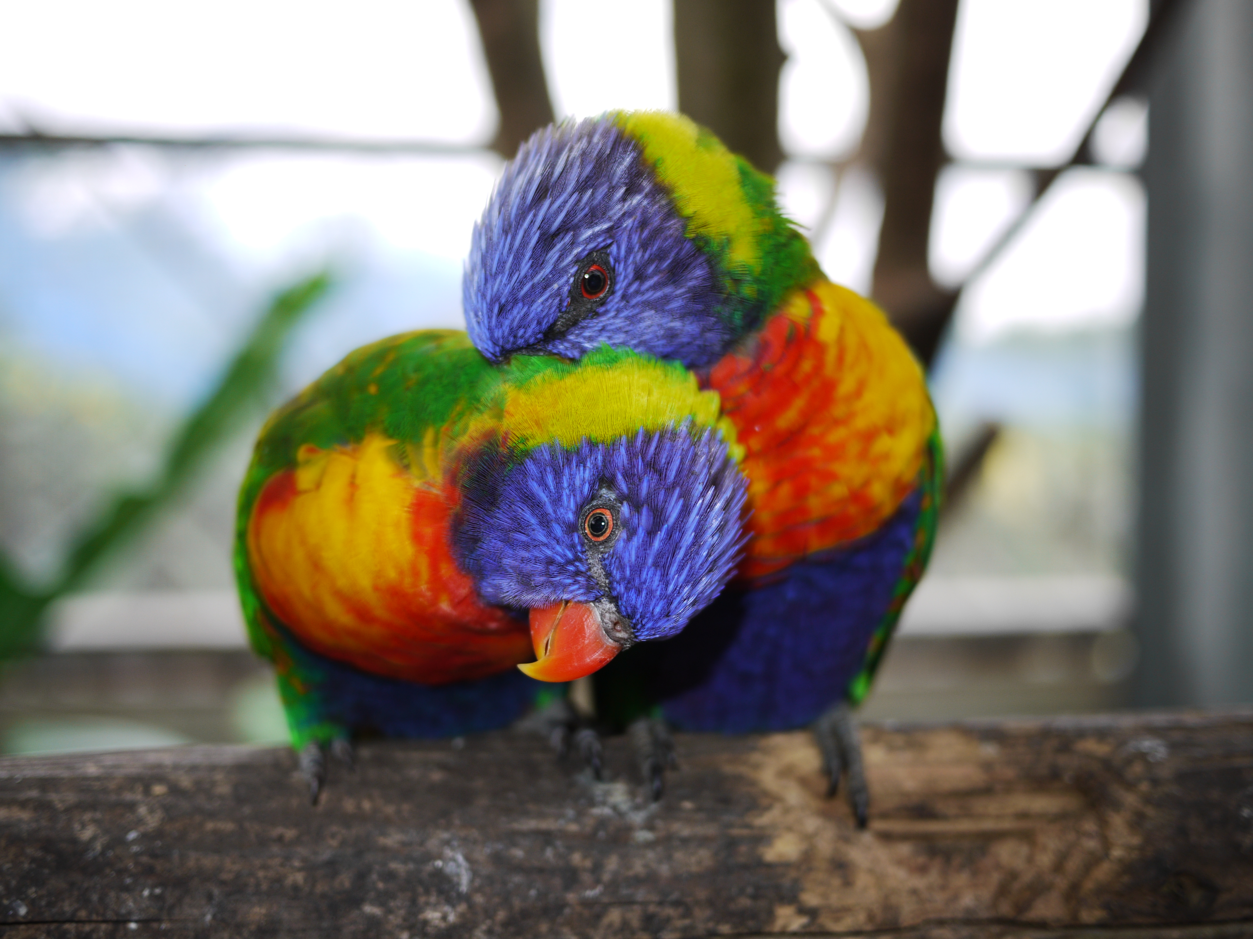 <b>DMC-GF1 / LUMIX G 20mm F1.7 ASPH. / 4,000×3,000 / 1/60秒 / F1.7 / +1.3EV / ISO100 / プログラムAE / WB:オート / 20mm / フィルムモード：ダイナミック</b>