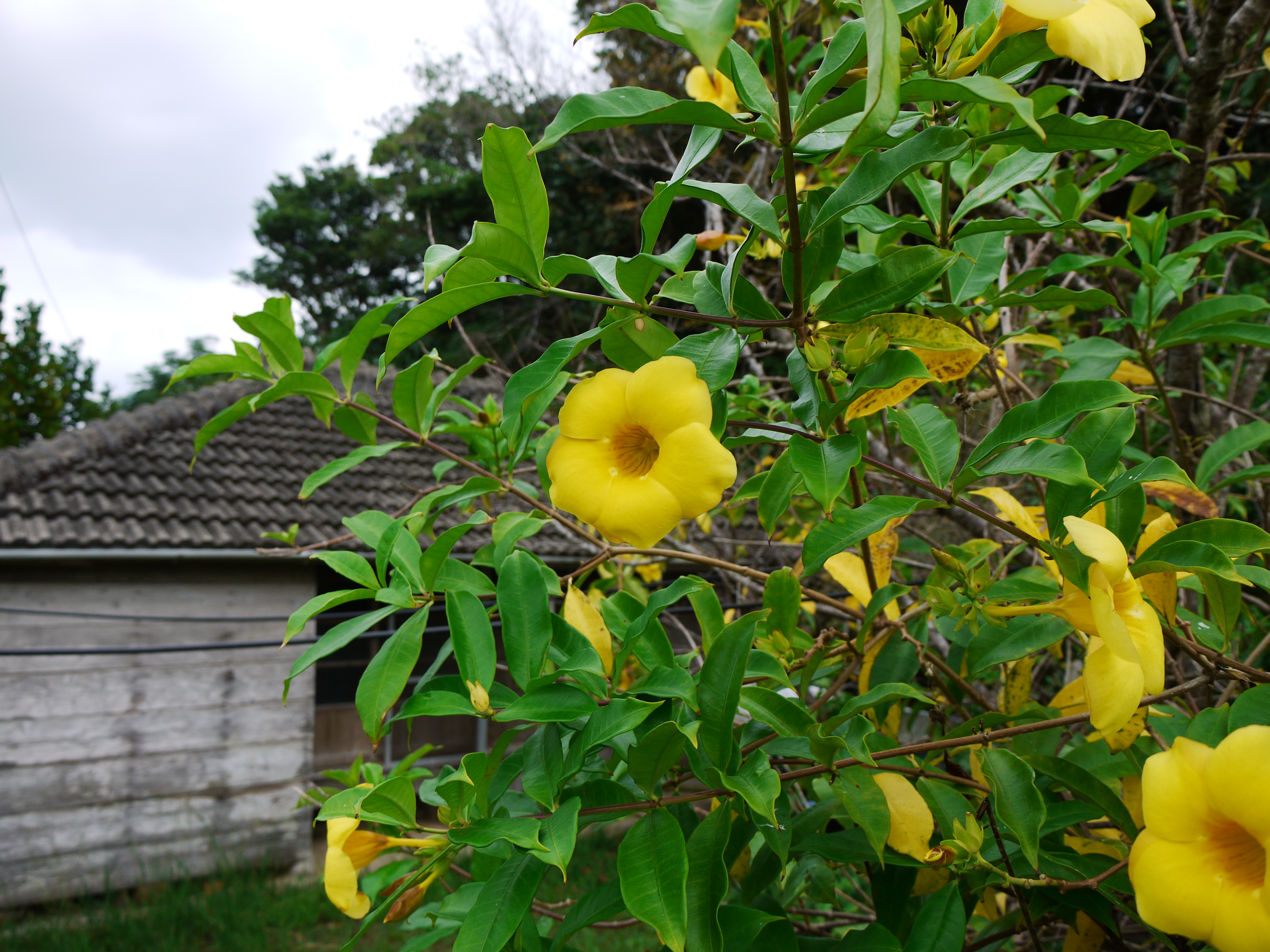 <b>DMC-GF1 / LUMIX G VARIO 14-45mm F3.5-5.6 ASPH. MEGA O.I.S. / 4,000×3,000 / 1/200秒 / F4.5 / 0EV / ISO100 / プログラムAE / WB:オート / 14mm / フィルムモード：ダイナミック</b>