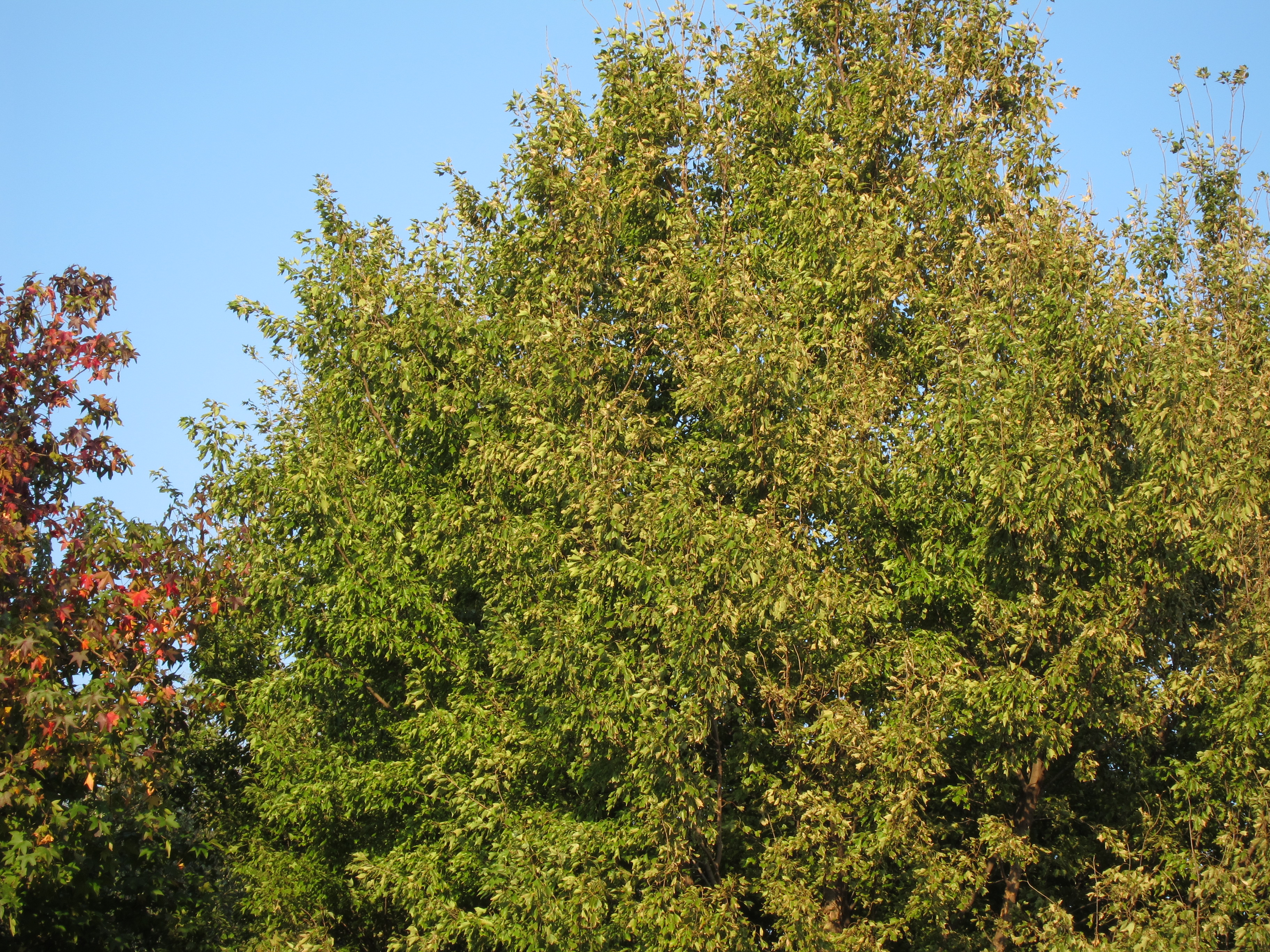 <b>PowerShot S90 / 約4.7MB / 3,648×2,736 / 1/125秒 / F5.6 / -0.3EV / ISO80 / WB:オート / 22.5mm</b>