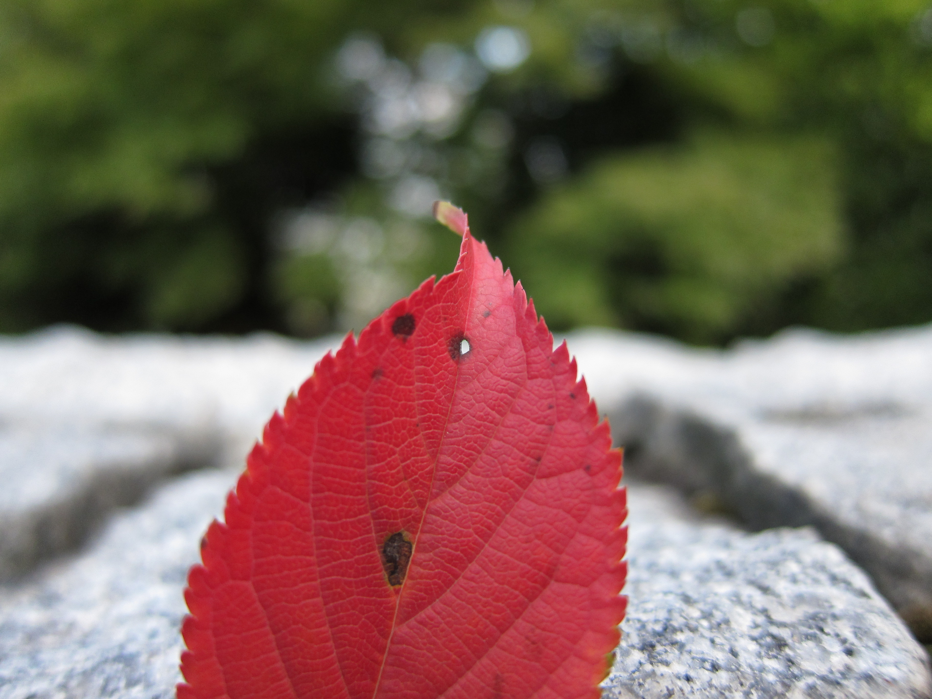 <b>28mm相当<br>PowerShot S90 / 約1.9MB / 3,648×2,736 / 1/400秒 / F2 / 0EV / ISO200 / WB:太陽光 / 6mm</b>