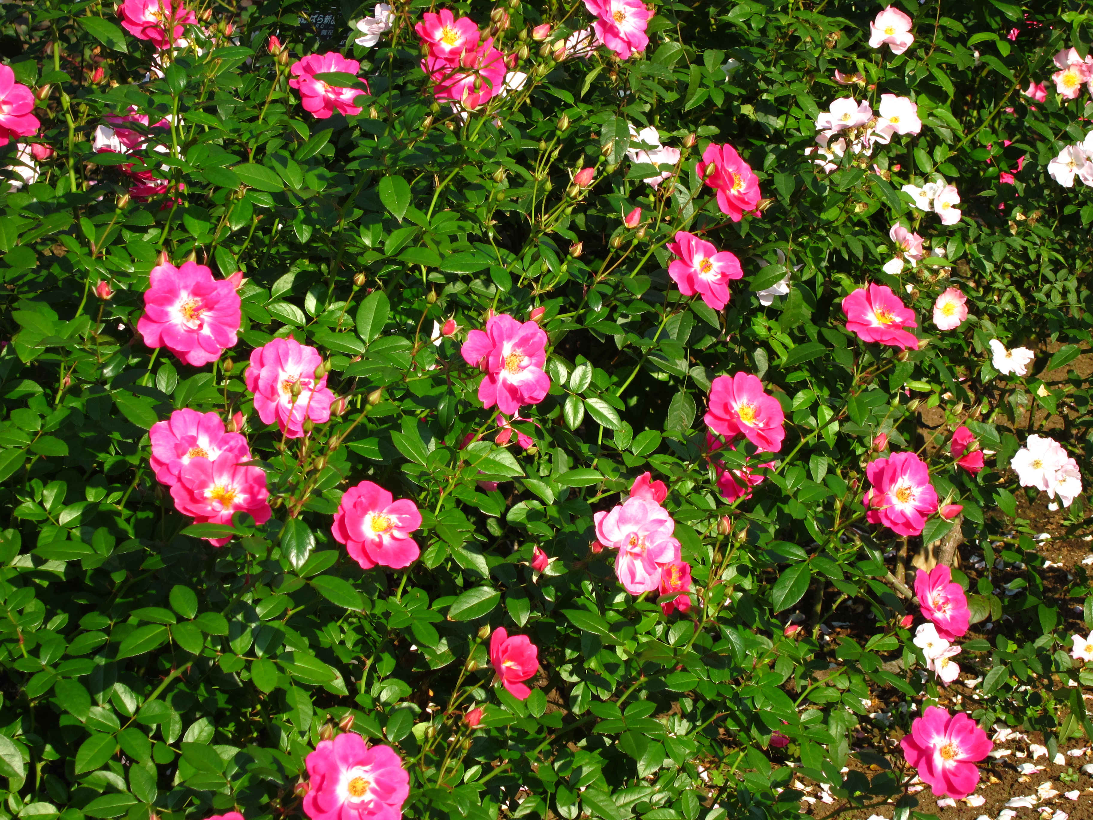 <b>くっきりカラー</b>