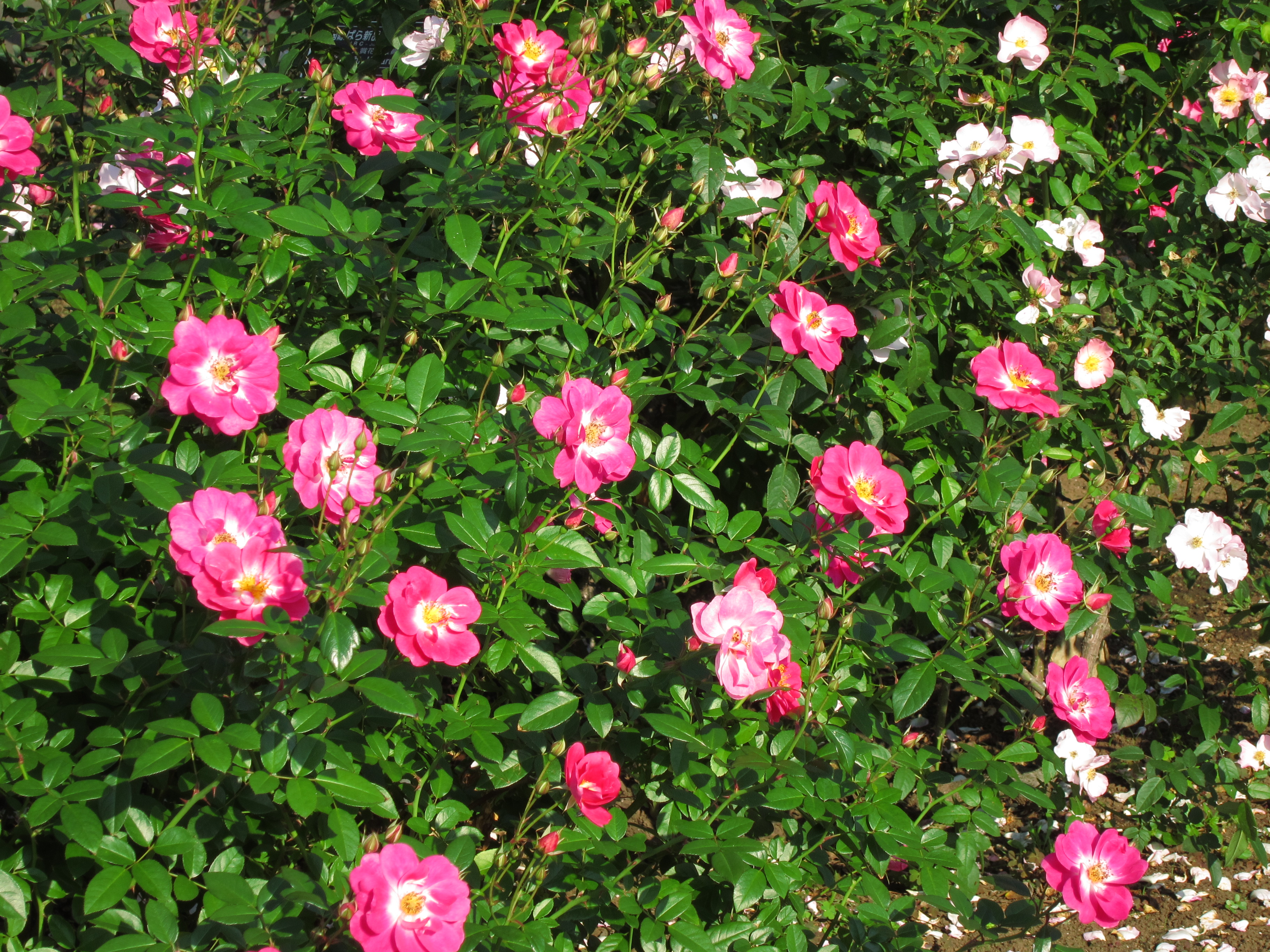 <b>ポジフィルムカラー</b>