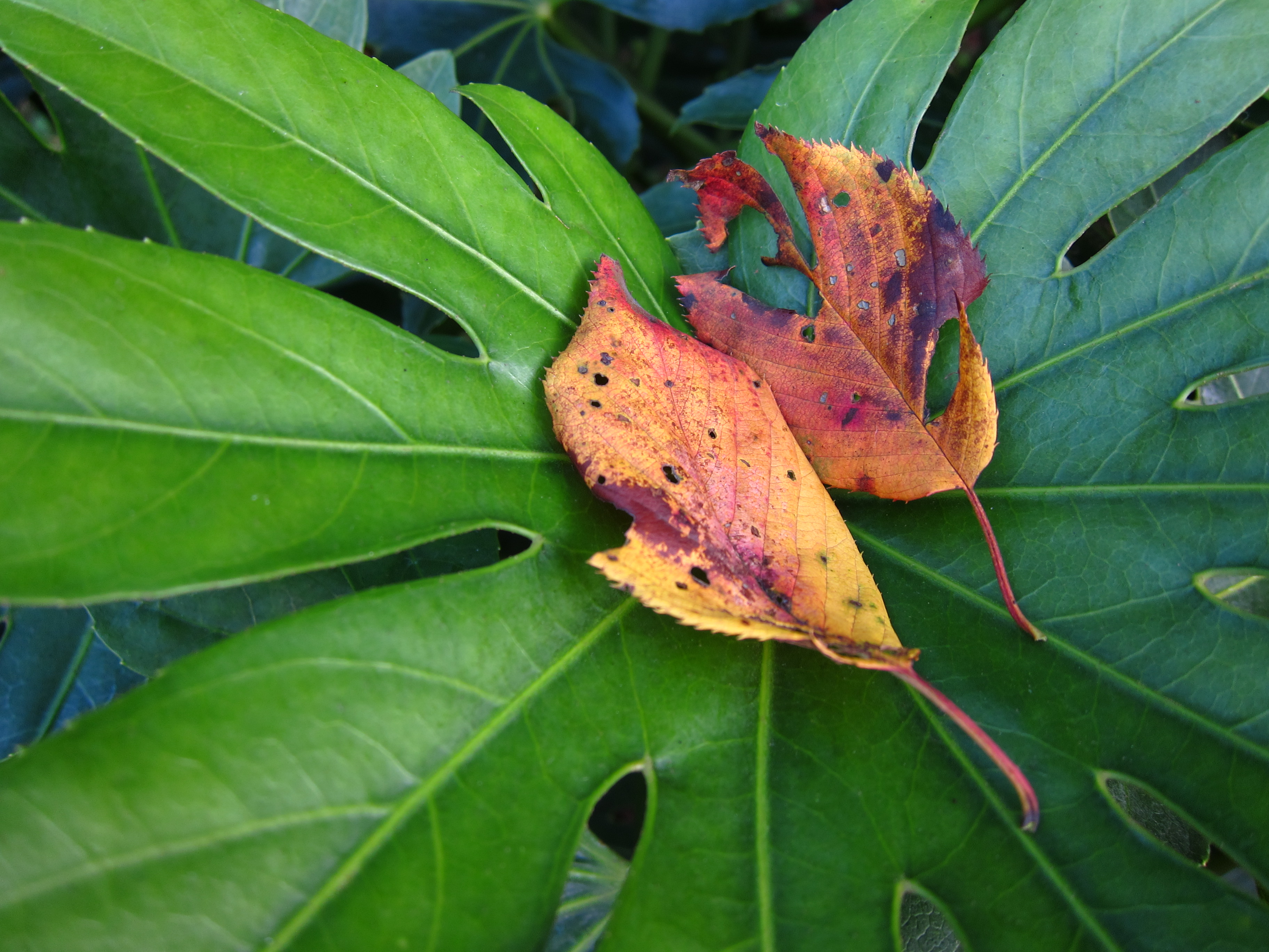 <b>PowerShot S90 / 約2.1MB / 3,648×2,736 / 1/30秒 / F2.5 / 0EV / ISO80 / WB:オート / 6mm</b>