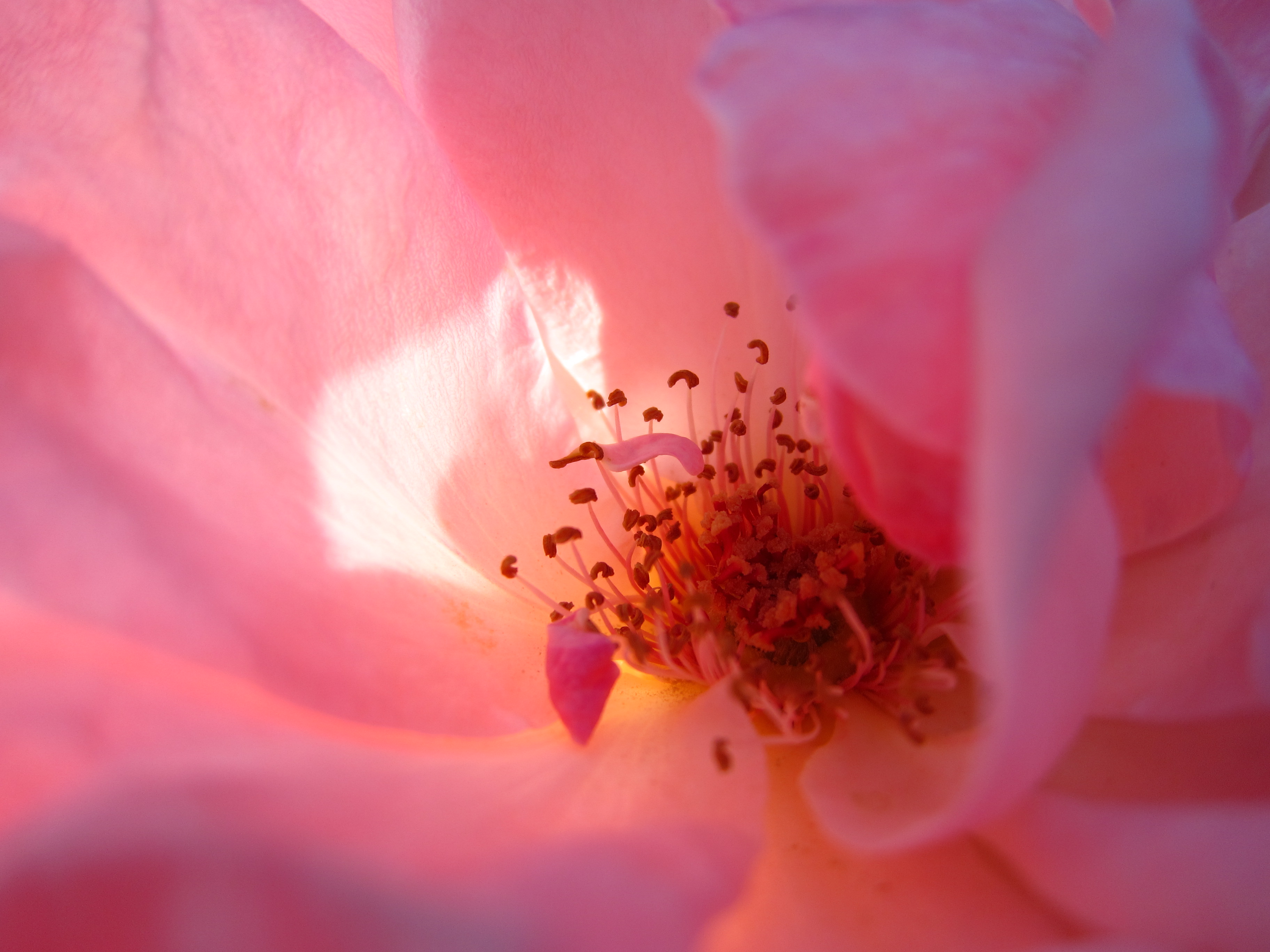 <b>PowerShot S90 / 約1.5MB / 3,648×2,736 / 1/640秒 / F2.5 / +0.3EV / ISO80 / WB:太陽光 / 6mm</b>