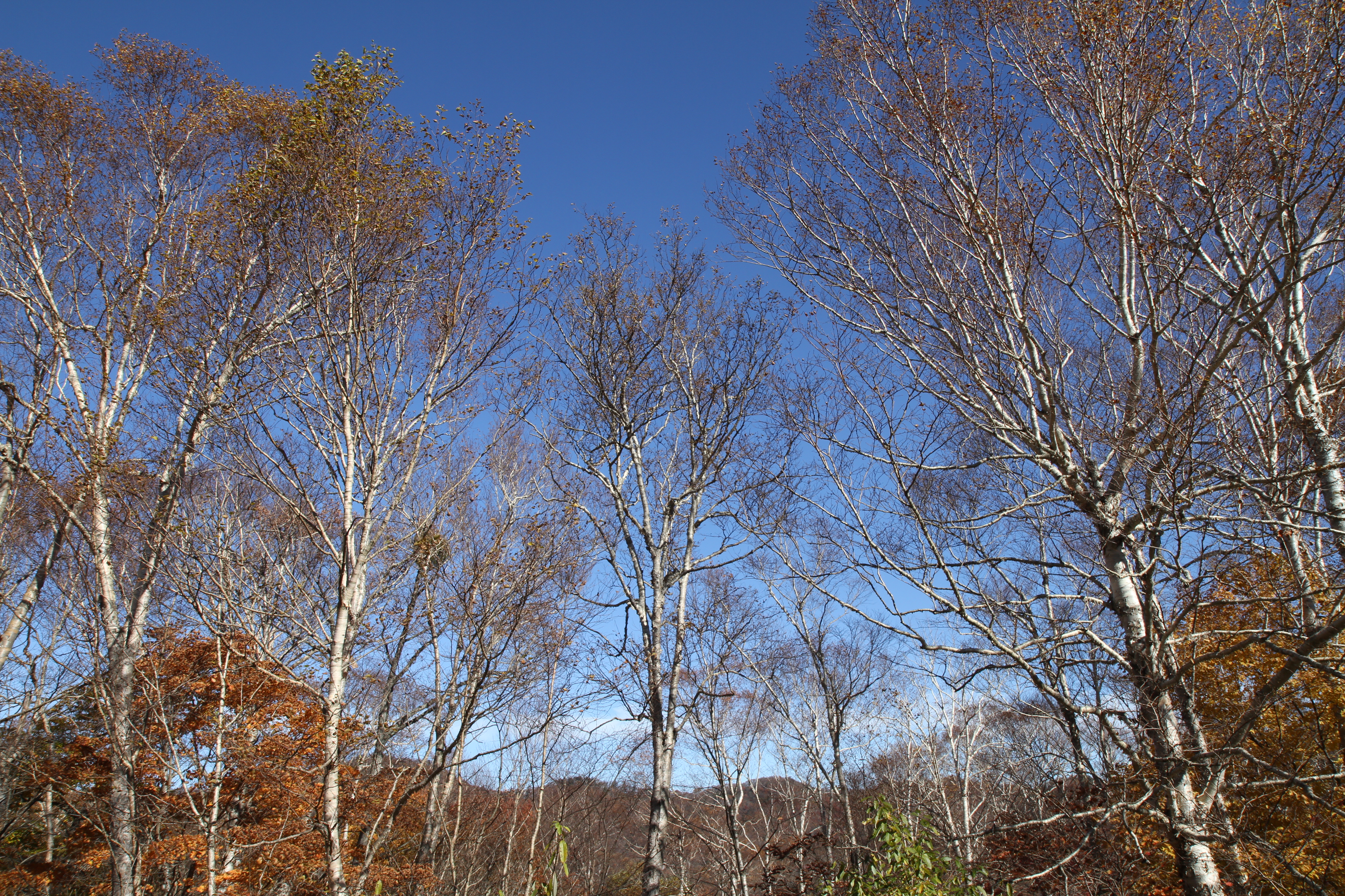 <b>EF-S 17-55mm F2.8 IS USM / 5,184×3,456 / 1/200秒 / F8 / 0EV / ISO100 / 絞り優先AE / WB:太陽光 / 17.0mm</b>