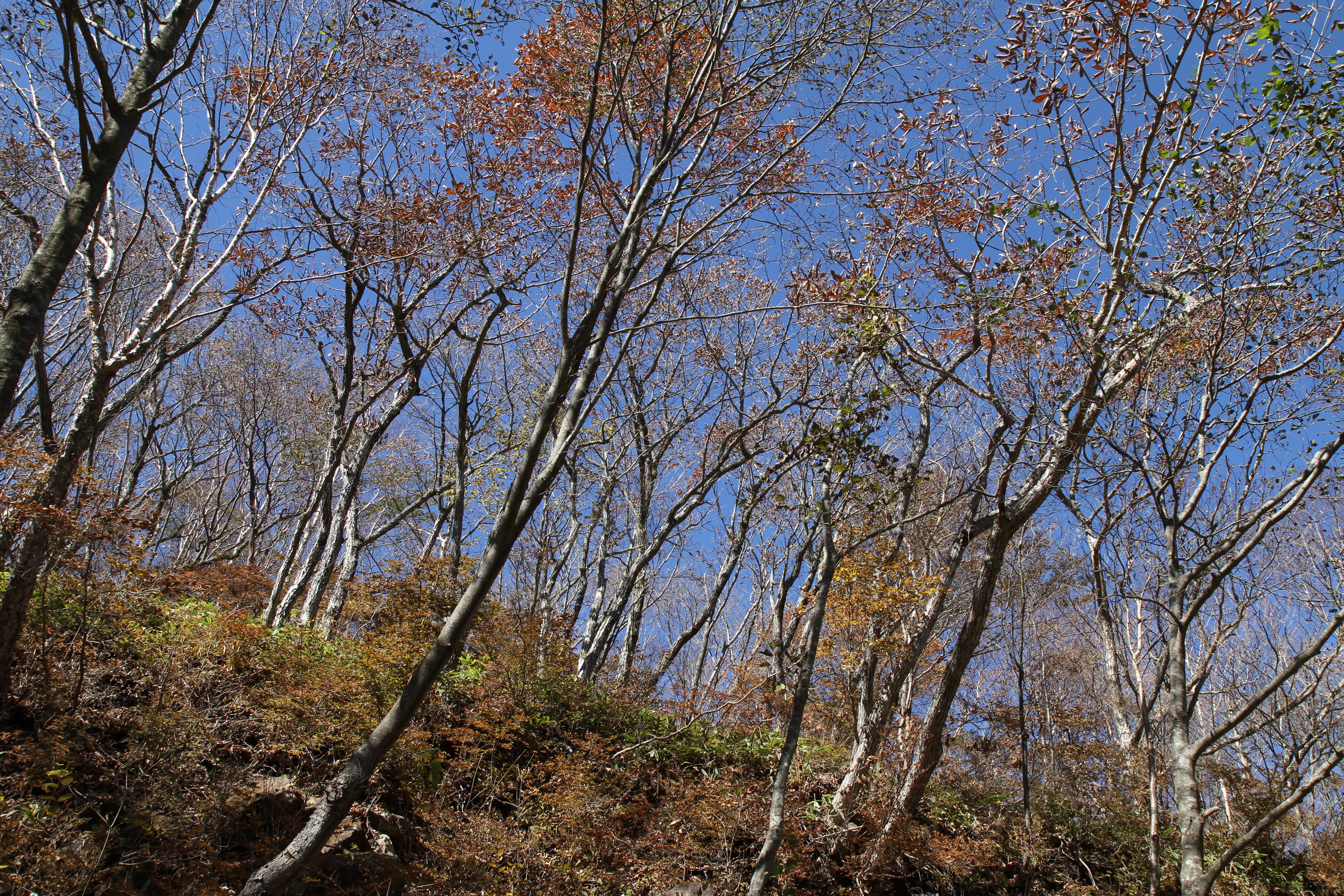 <b>EF-S 17-55mm F2.8 IS USM / 5,184×3,456 / 1/160秒 / F7.1 / -0.3EV / ISO100 / 絞り優先AE / WB:太陽光 / 17.0mm</b>