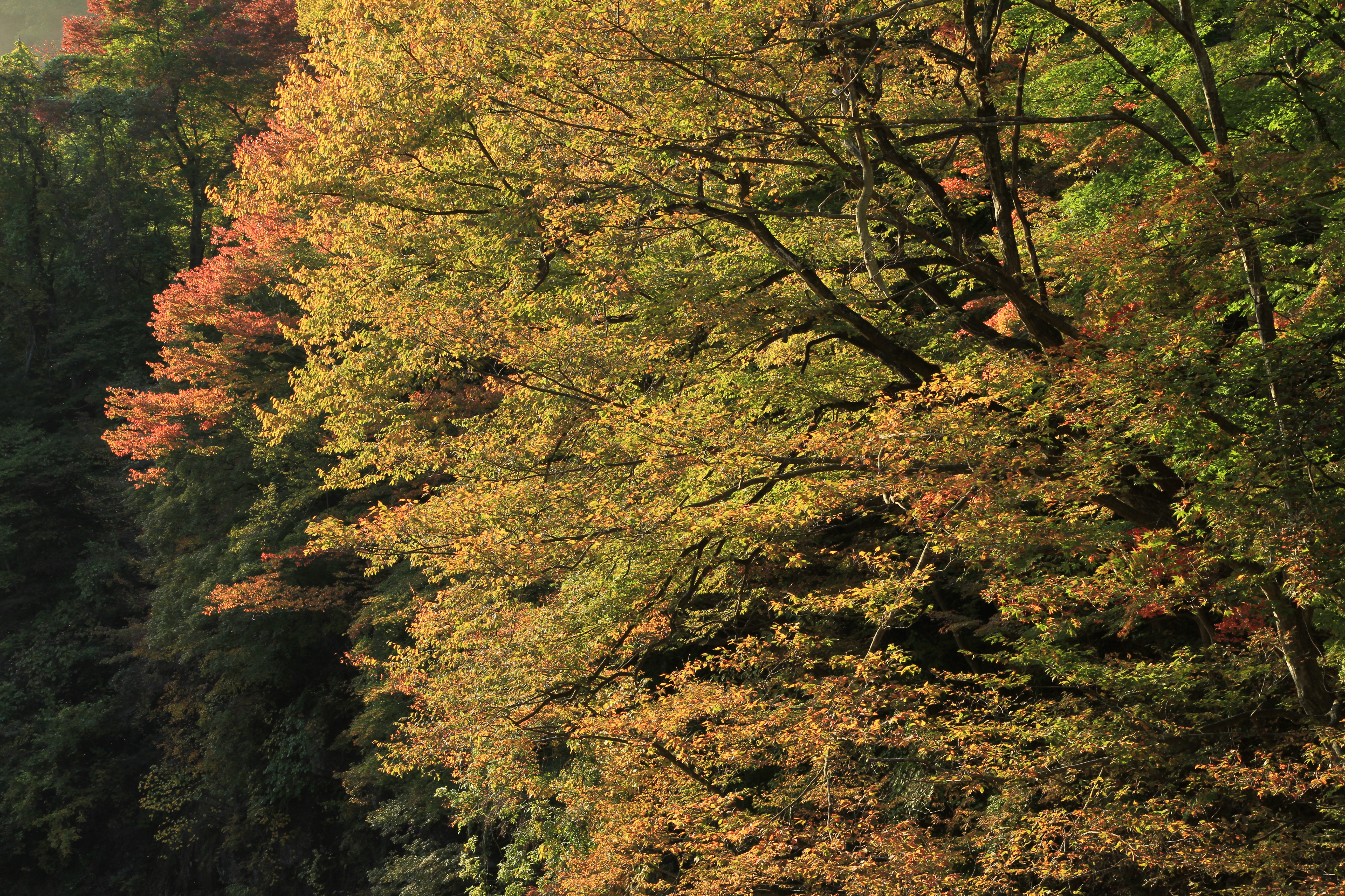 <b>EF-S 17-55mm F2.8 IS USM / 5,184×3,456 / 1/80秒 / F6.3 / -0.3EV / ISO160 / 絞り優先AE / WB:太陽光 / 33.0mm</b>