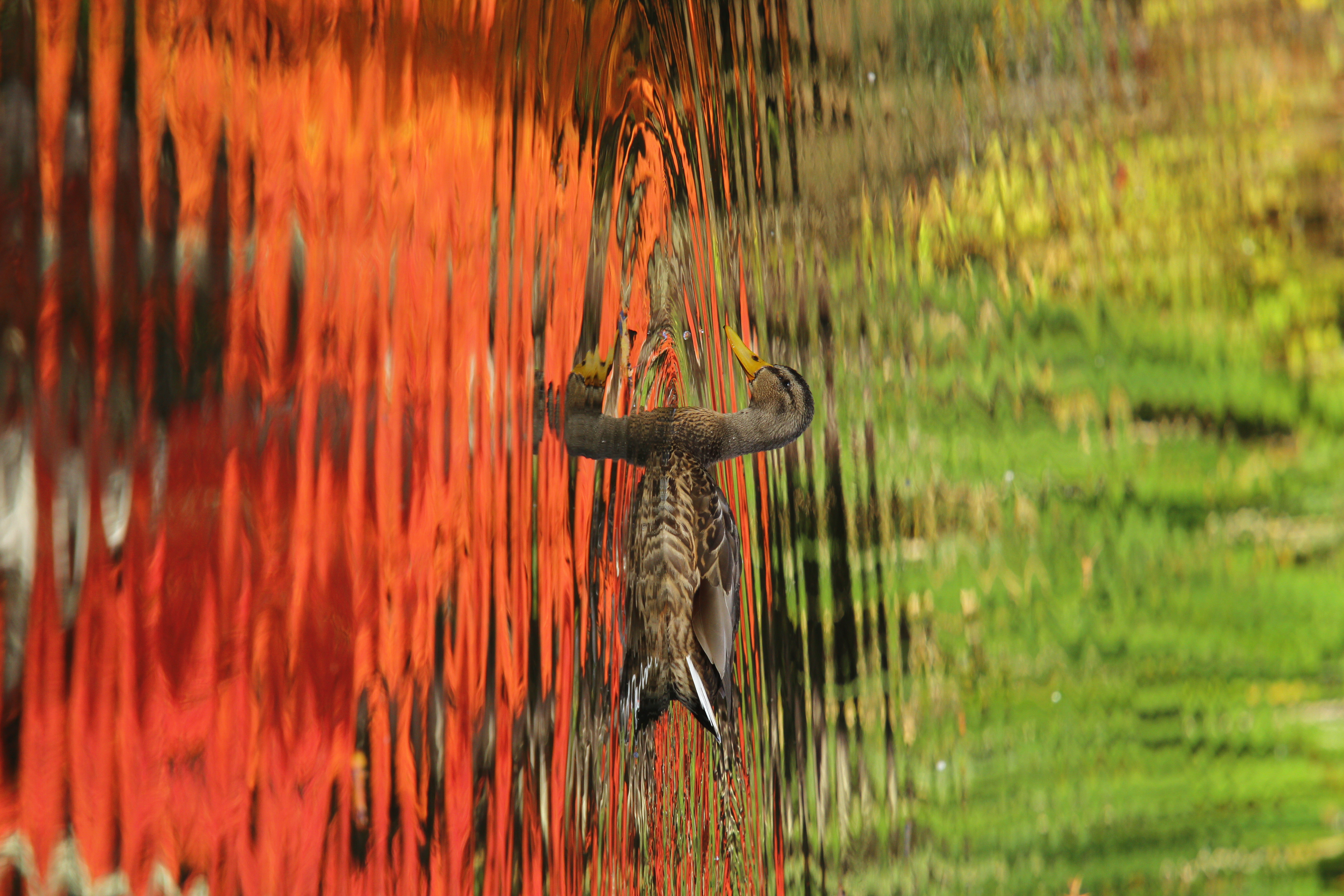 <b>EF 70-200mm F4 L IS USM +1.4x / 3,456×5,184 / 1/500秒 / F5.6 / -1.3EV / ISO320 / 絞り優先AE / WB:太陽光 / 280mm</b>