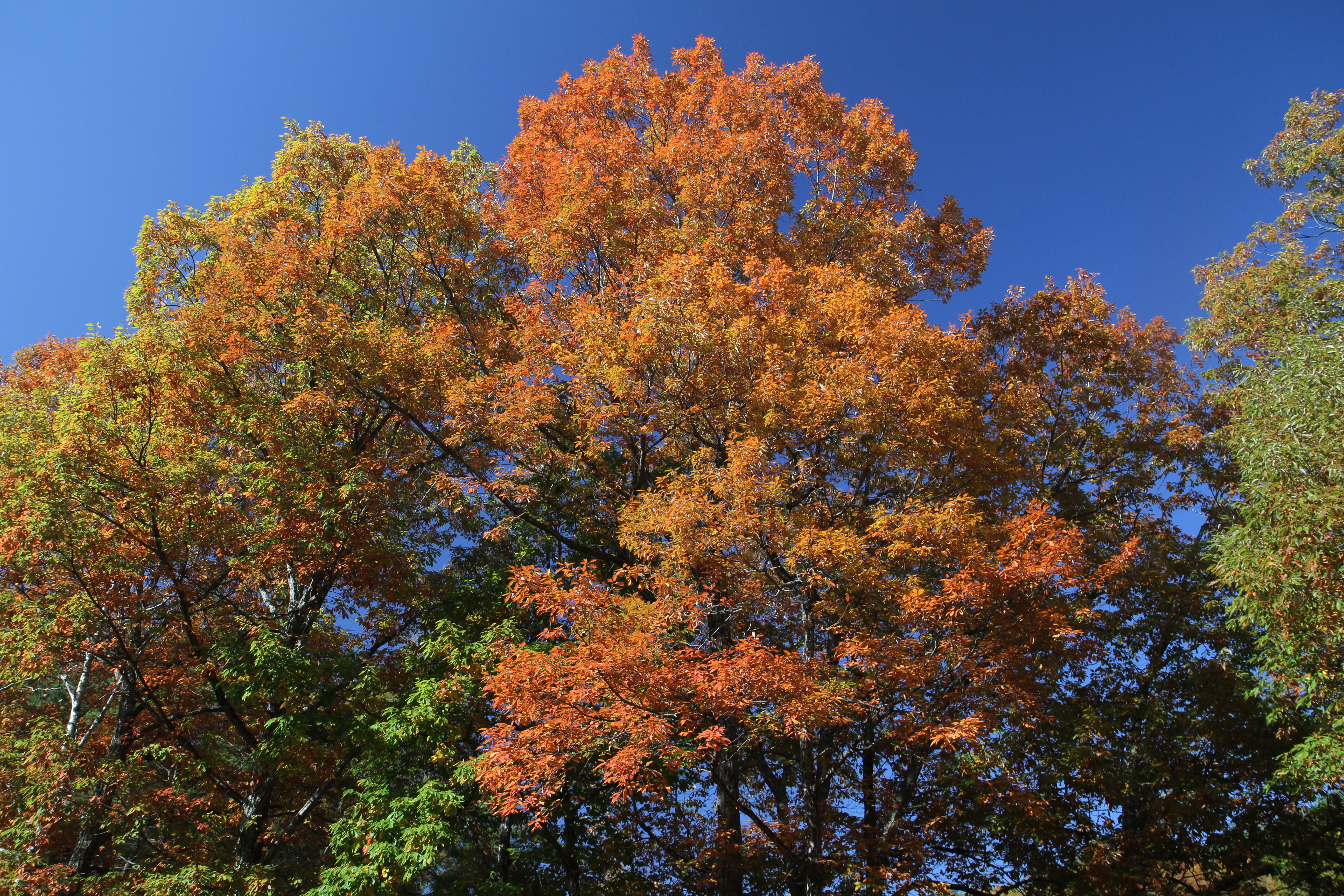 <b>EF-S 17-55mm F2.8 IS USM / 5,184×3,456 / 1/125秒 / F5/ -1EV / ISO100 / 絞り優先AE / WB:オート / 18.0mm</b>