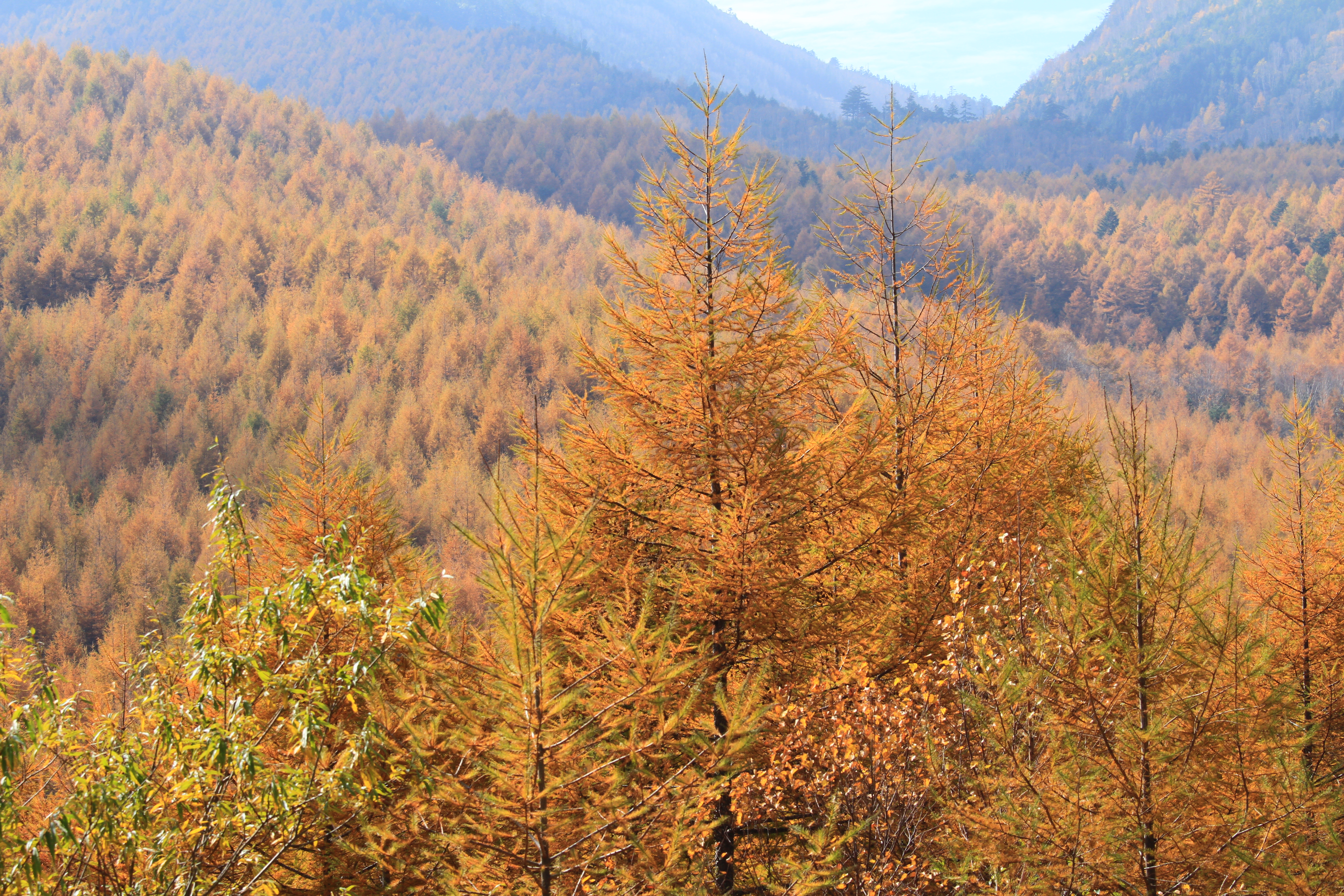 <b>EF 70-200mm F4 L IS USM / 5,184×3,456 / 1/125秒 / F10 / -0.3EV / ISO100 / 絞り優先AE / WB:太陽光 / 89.0mm</b>