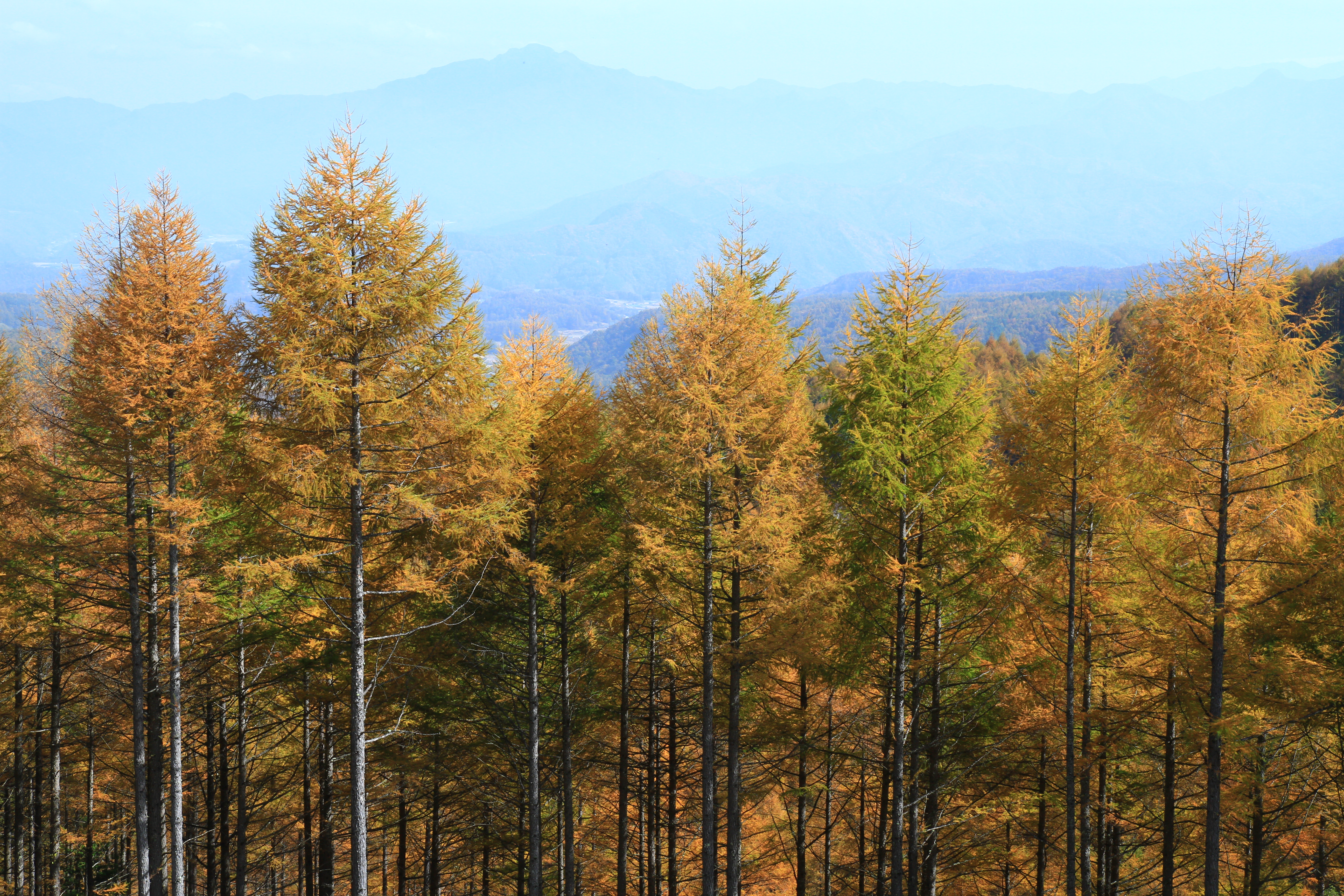 <b>EF-S 17-55mm F2.8 IS USM / 5,184×3,456 / 1/80秒 / F8 / -0.7EV / ISO200 / 絞り優先AE / WB:色温度（4700K） / 37.0mm</b>