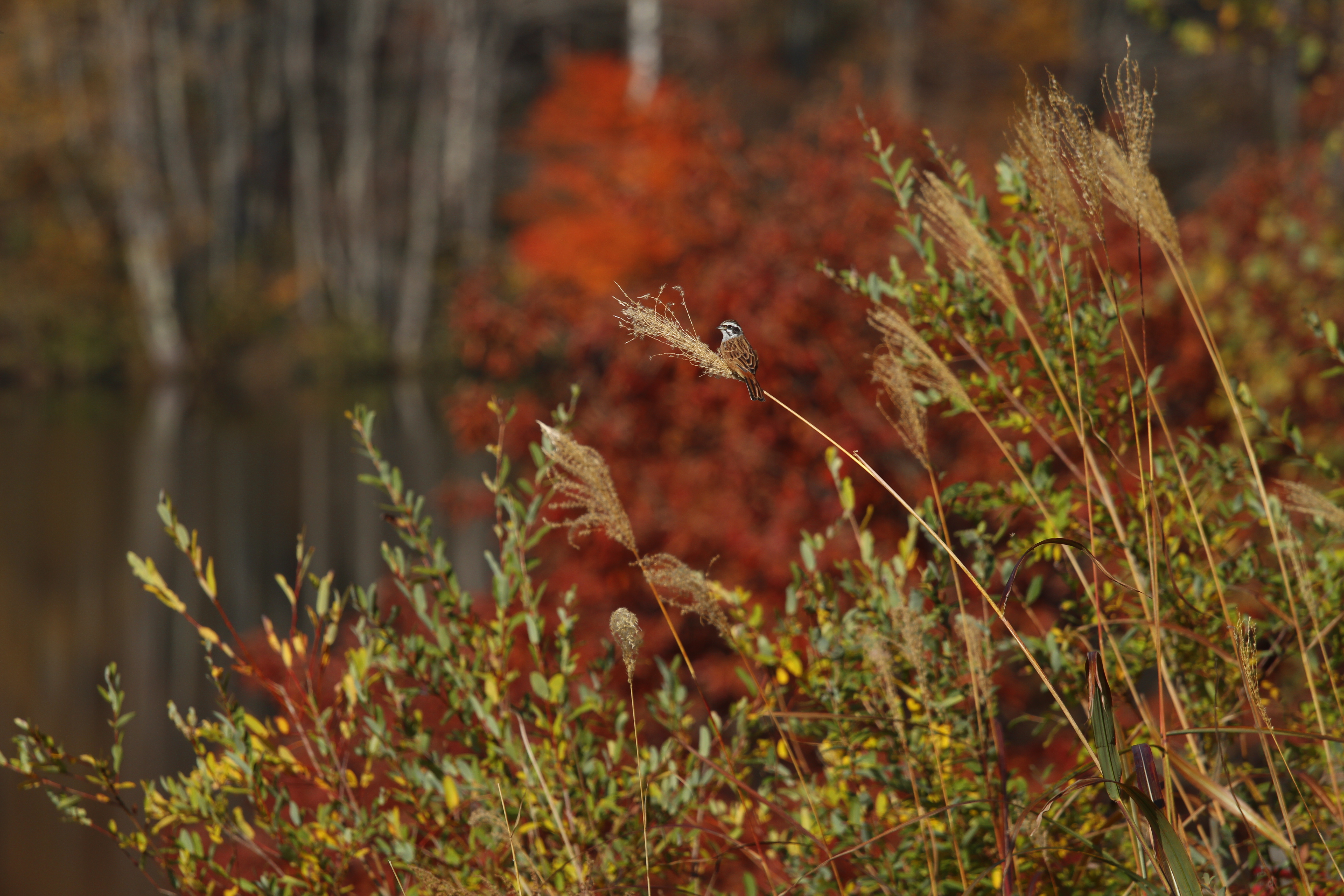 <b>EF 70-200mm F4 L IS USM / 5,184×3,456 / 1/1000秒 / F4.5 / -1EV / ISO100 / 絞り優先AE / WB:太陽光 / 200mm</b>