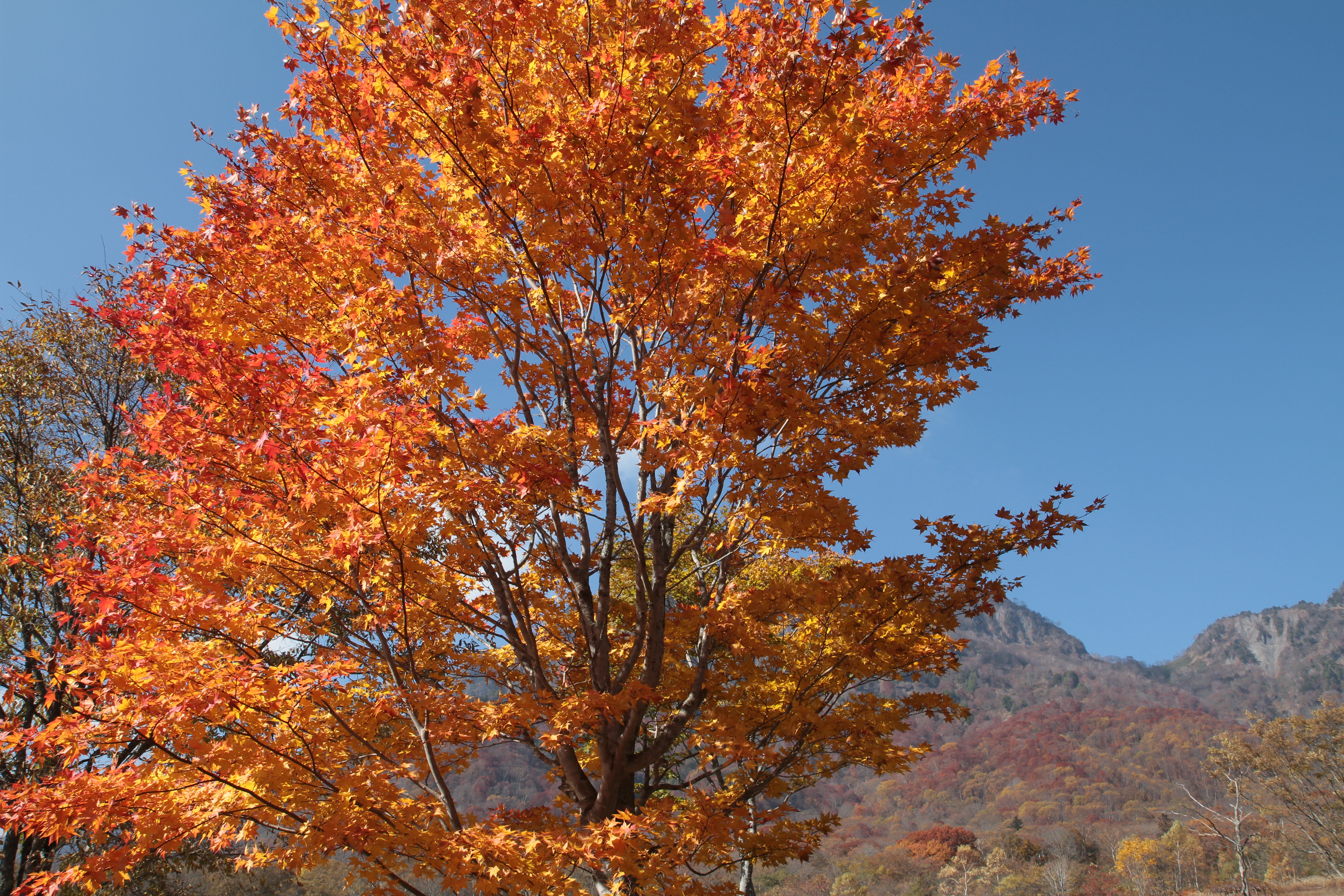 <b>EF-S 17-55mm F2.8 IS USM / 5,184×3,456 / 1/160秒 / F8 / -0.3EV / ISO100 / 絞り優先AE / WB:太陽光 / 17.0mm</b>