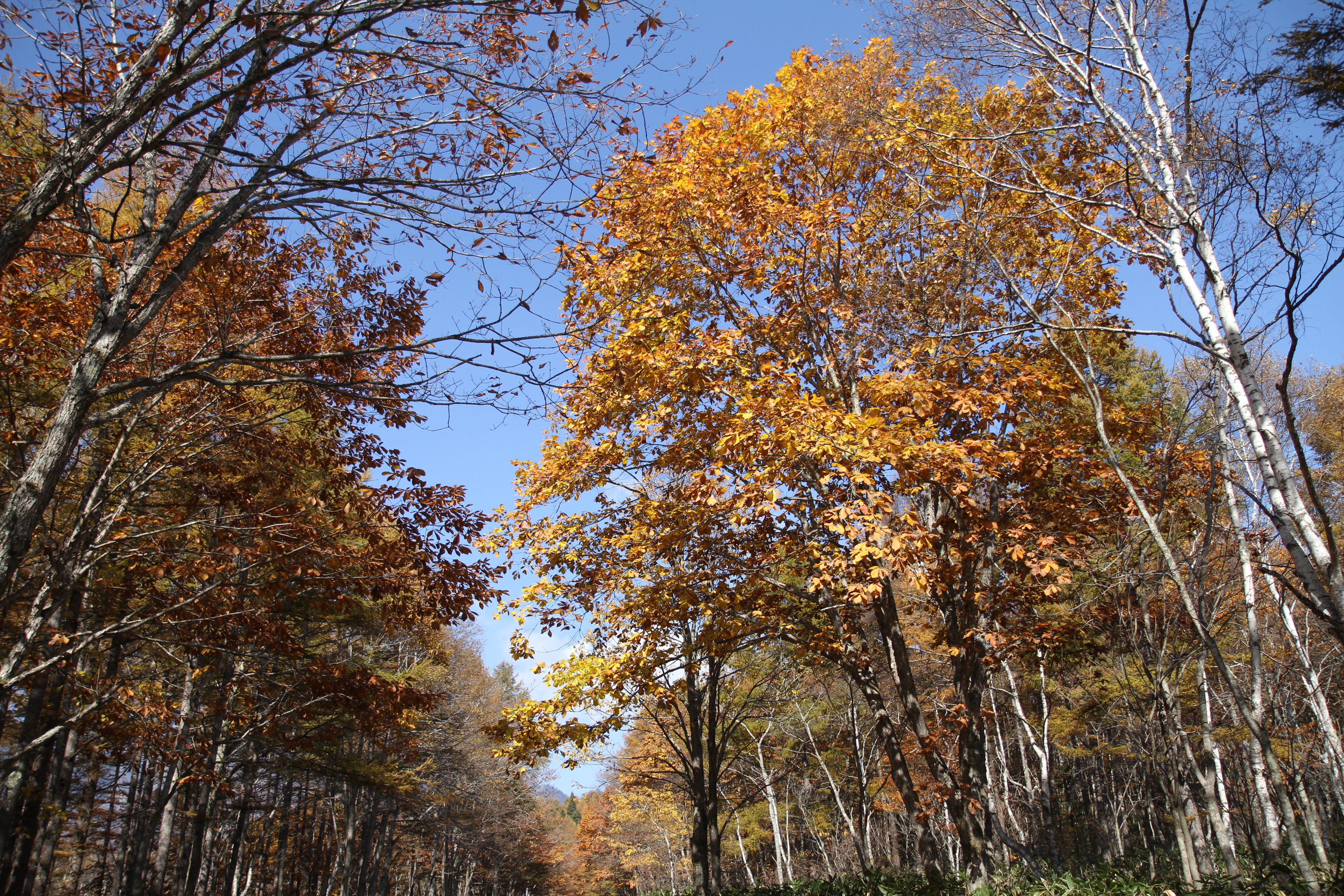 <b>EF-S 17-55mm F2.8 IS USM / 5,184×3,456 / 1/1600秒 / F3.2 / 0EV / ISO200 / 絞り優先AE / WB:太陽光 / 17.0mm</b>