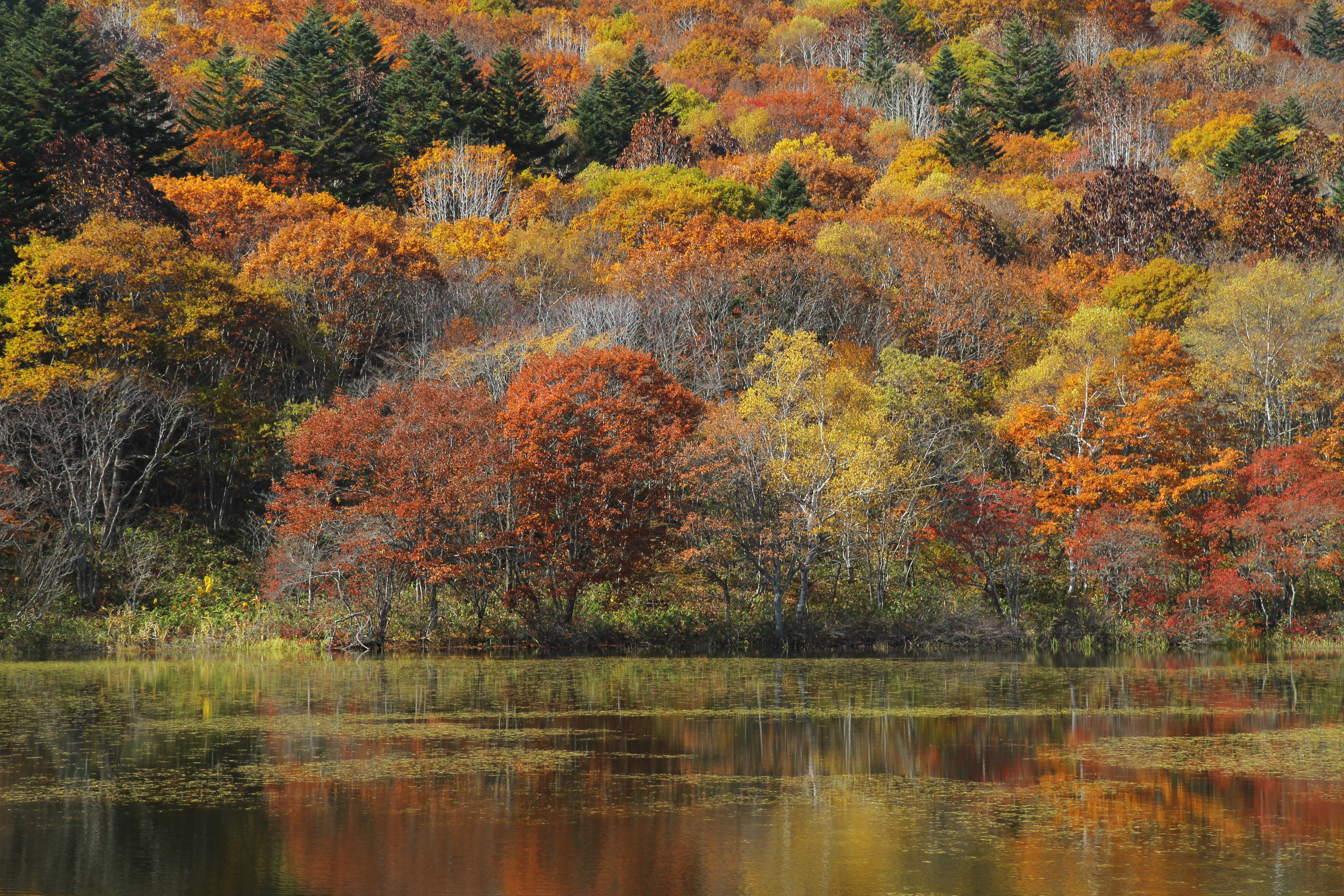 <b>EF-S 17-55mm F2.8 IS USM / 5,184×3,456 / 1/100秒 / F5 / 0EV / ISO100 / マニュアル露出 / WB:太陽光 / 49.0mm</b>