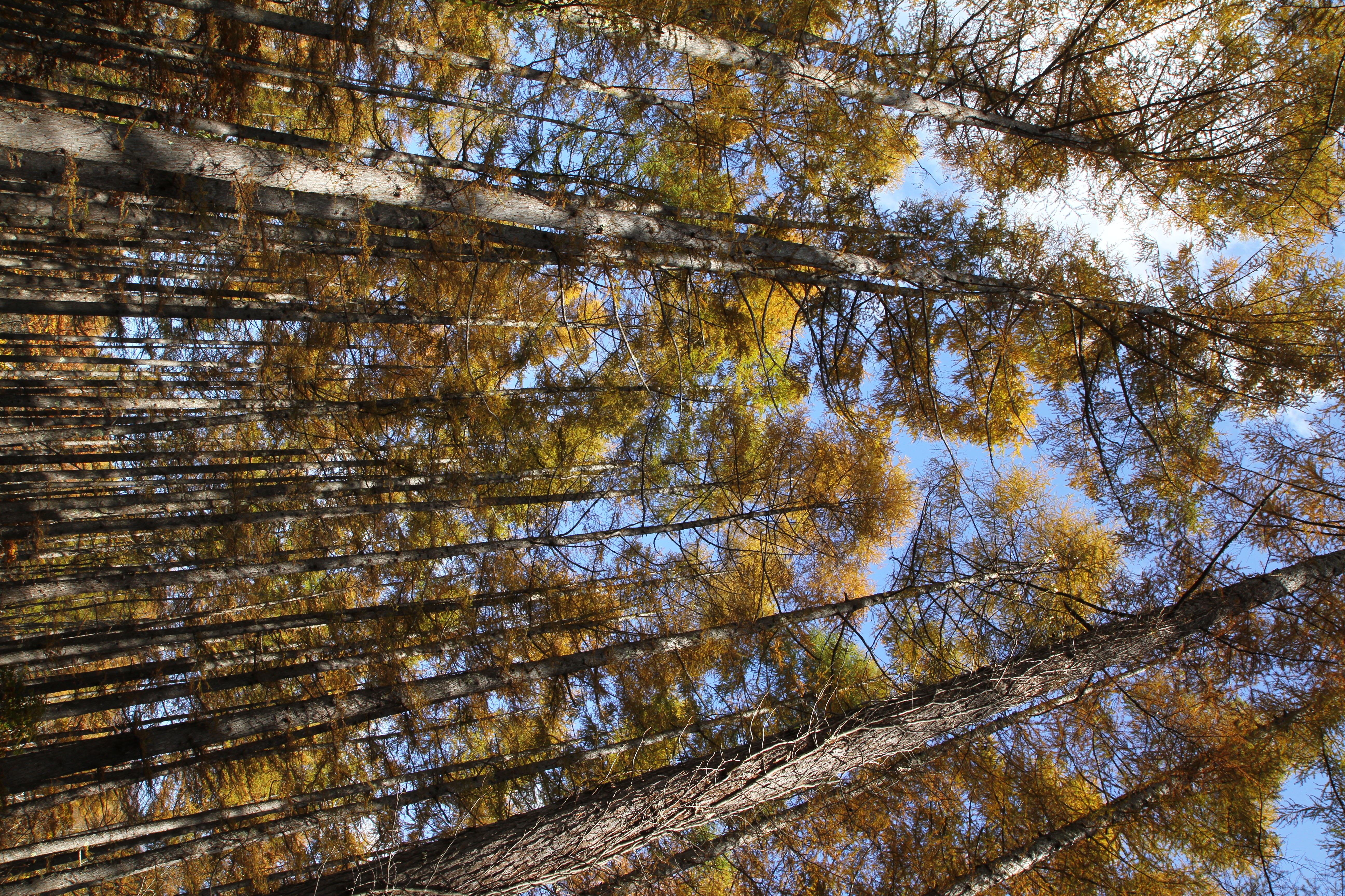 <b>EF-S 17-55mm F2.8 IS USM / 3,456×5,184 / 1/250秒 / F8 / -0.7EV / ISO100 / 絞り優先AE / WB:太陽光 / 17.0mm</b>