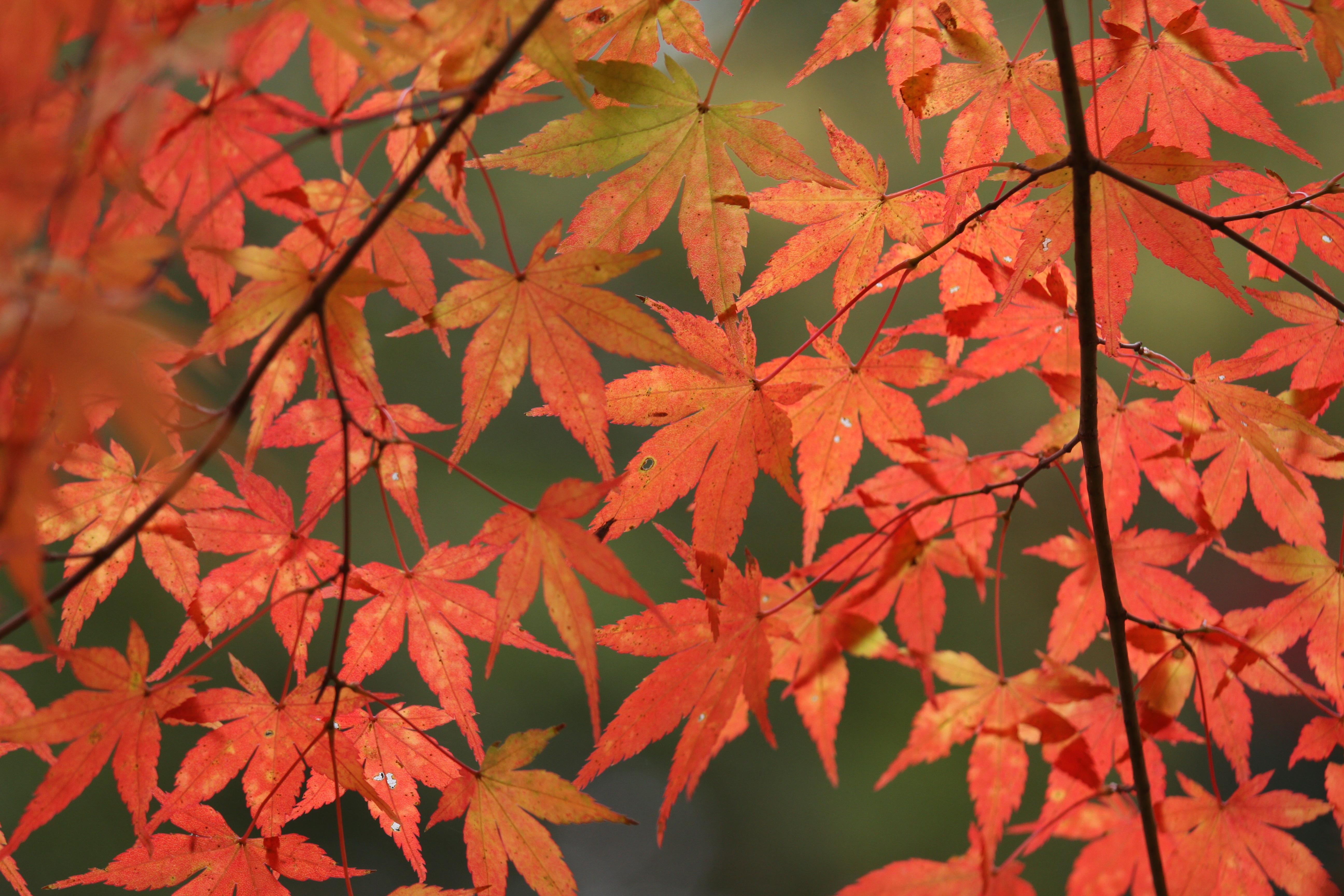 <b>EF 70-200mm F4 L IS USM / 5,184×3,456 / 1/400秒 / F4 / -0.3EV / ISO320 / 絞り優先AE / WB:色温度（4,800K） / 144.0mm</b>