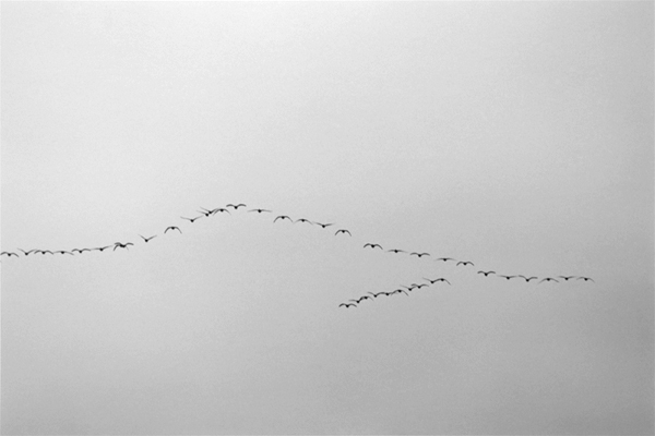 <b>BIRD SONGとは、鳥たちの姿が空に描かれた五線譜のように思えたことからつけられた<br>「bird song 41」 ゼラチンシルバープリント 40.6×50.8cm (c)藤井保</b>