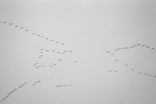 <b>「フィルムの表現をまだまだ極めたい。デジタルが記録できない不可聴音と同じように、写真でもフィルムだけに写りこむ何かがあるような気もするんだ」<br>「bird song 79」 ゼラチンシルバープリント 40.6×50.8cm (c)藤井保</b>