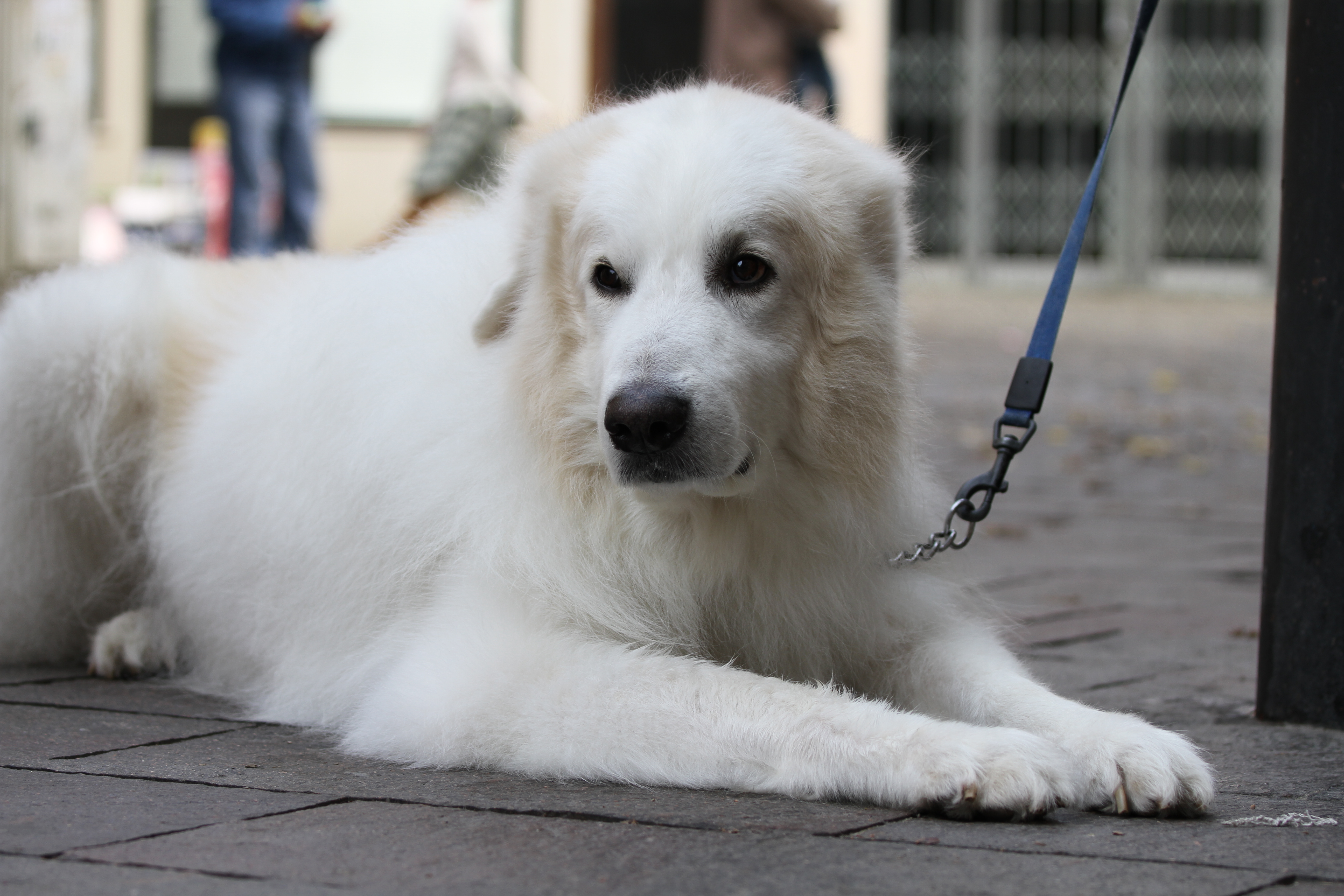 <b>EOS 7D / EF 70-200mm F4 L IS USM / 5,184×3,456 / 1/200秒 / F4 / 0EV / ISO100 / 絞り優先AE / WB:オート / 70mm / ピクチャースタイル：スタンダード / オートライティングオプティマイザ：強め / 高輝度側・階調優先：しない</b>