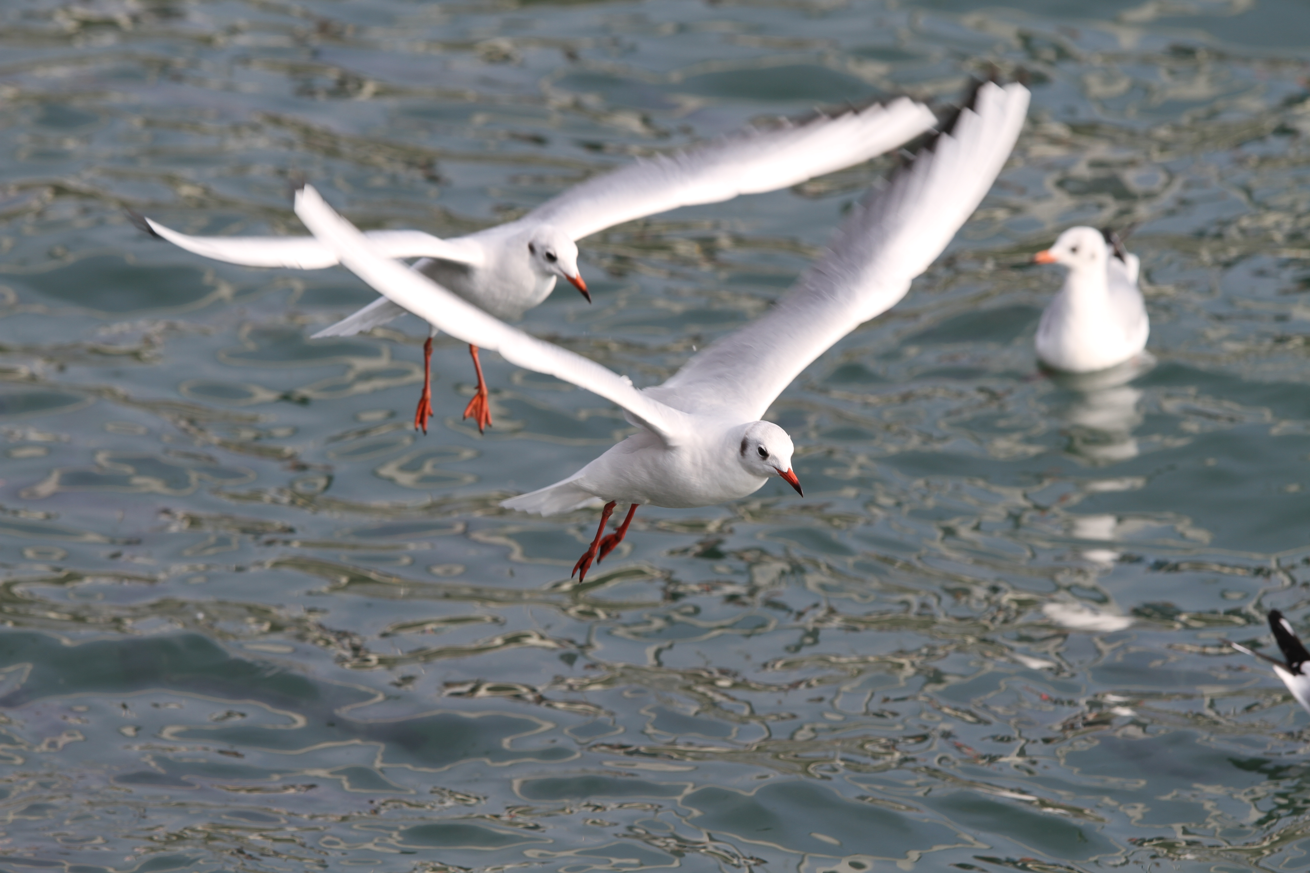 <b>EOS 7D / EF 70-200mm F4 L IS USM / 5,184×3,456 / 1/500秒 / F5.6 / 0EV / ISO100 / プログラムAE / WB:オート / 169mm / ピクチャースタイル：スタンダード / オートライティングオプティマイザ：強め / 高輝度側・階調優先：しない</b>