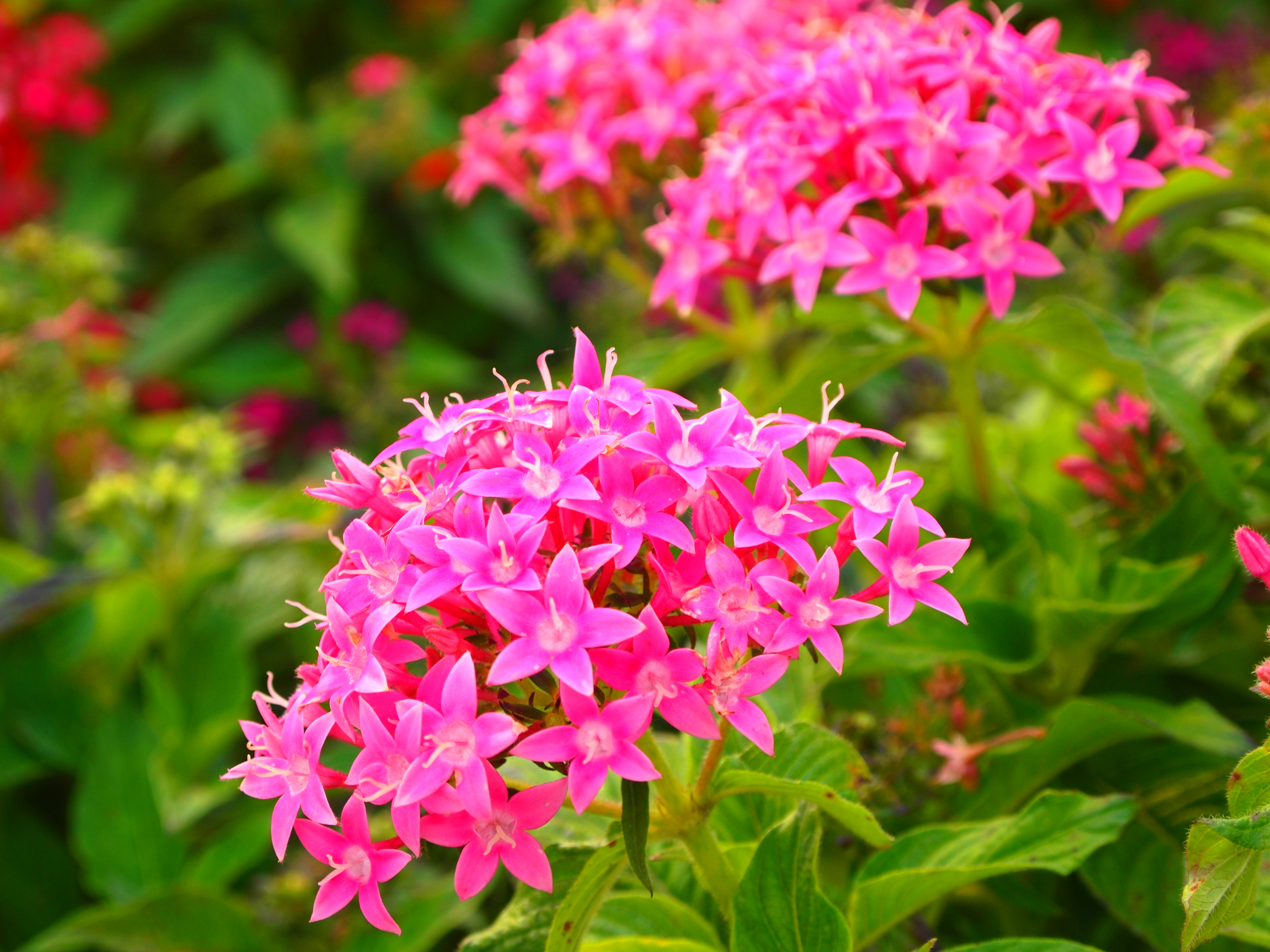 <b>ポップアート</b>