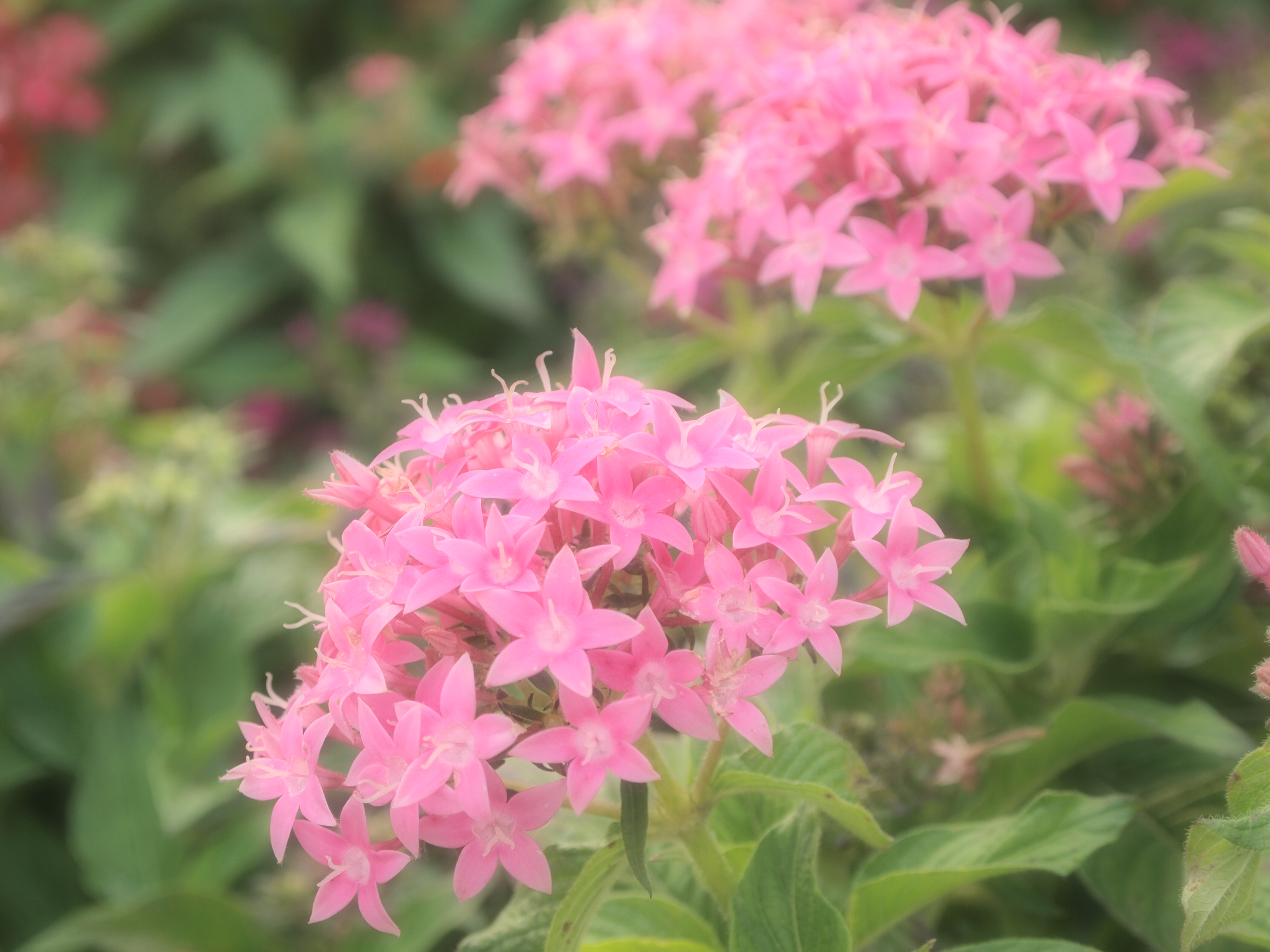 <b>ファンタジックフォーカス</b>