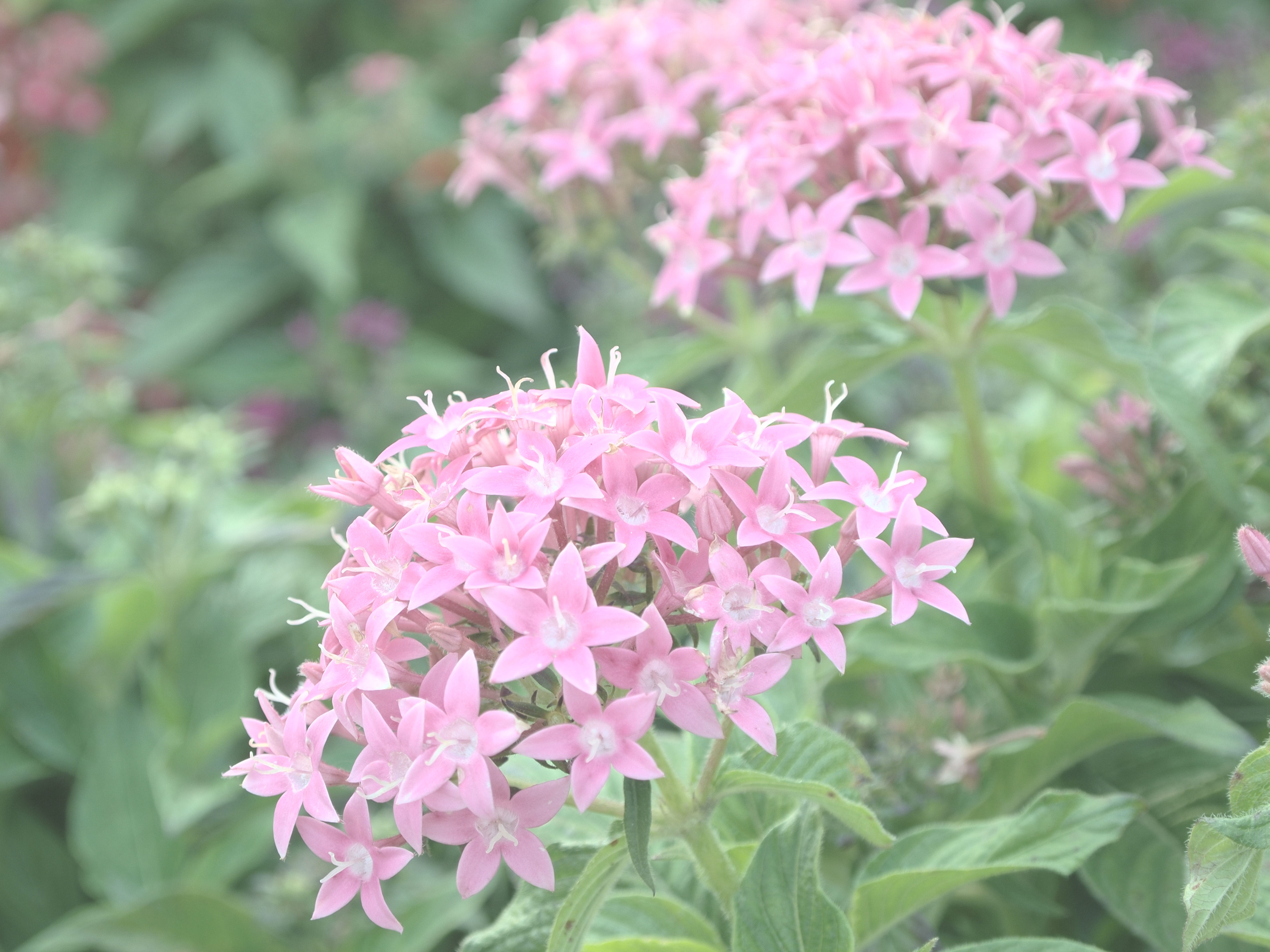 <b>デイドリーム</b>